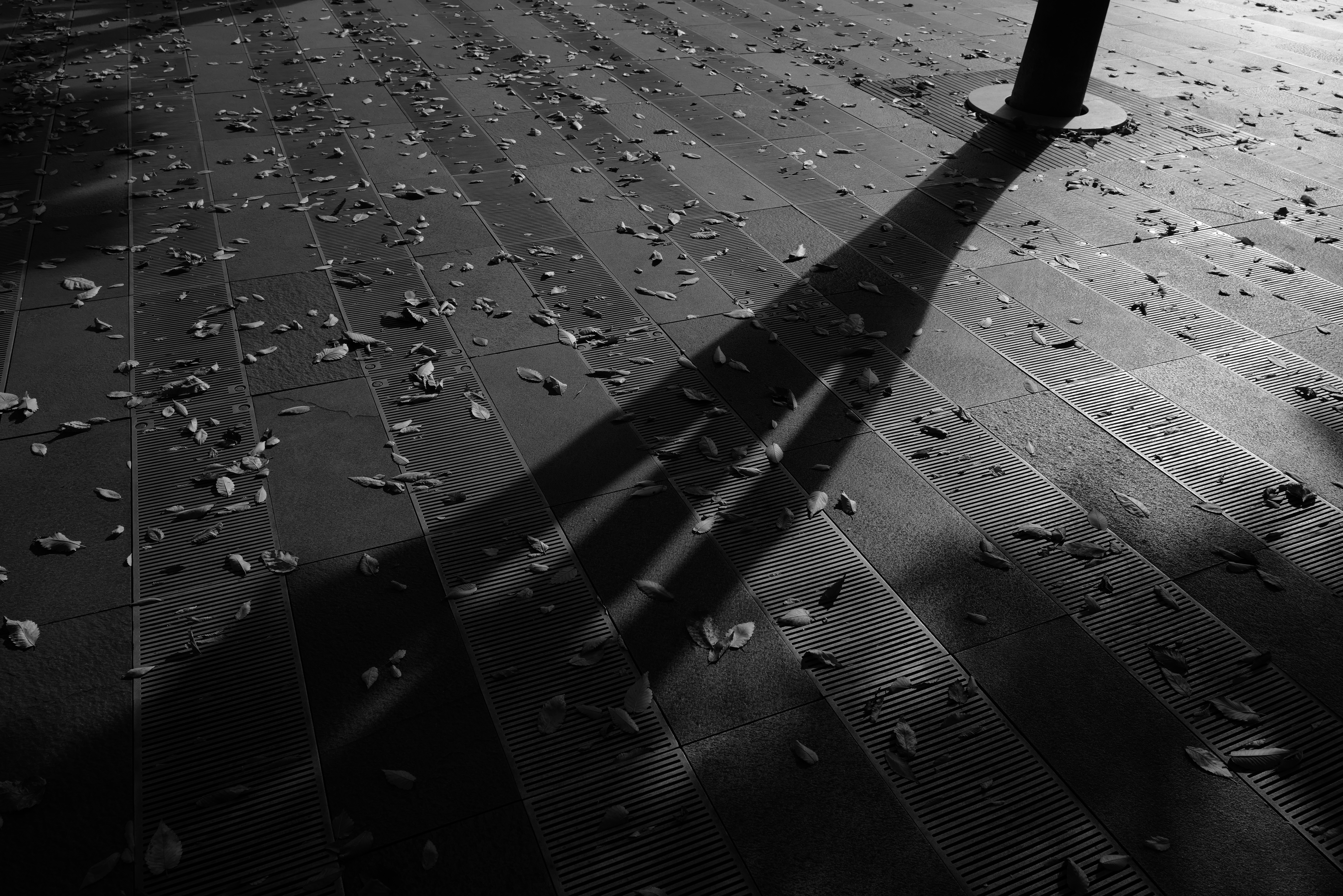 F6.3　1/1,000秒　ISO 200