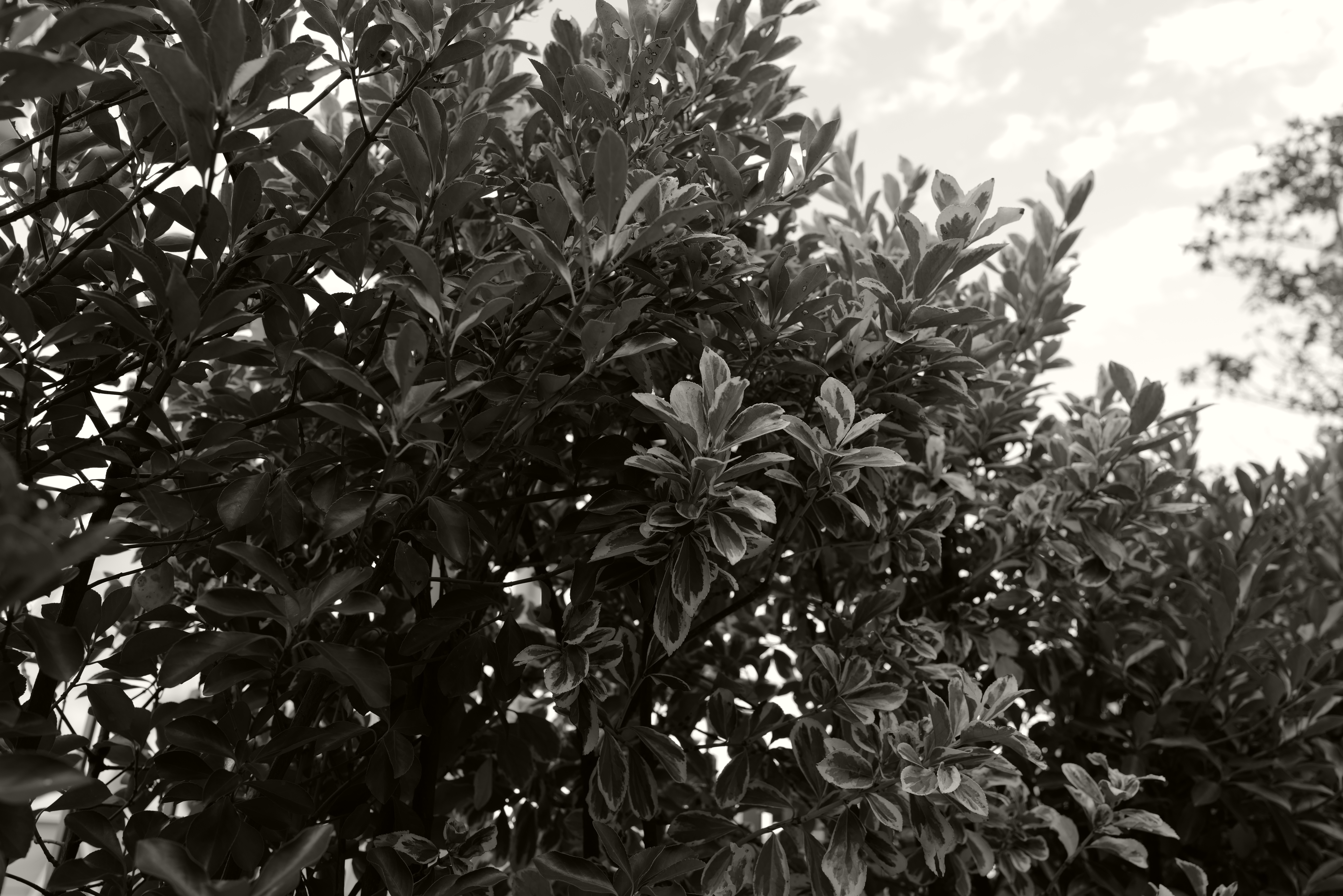 F4.5　1/200秒　ISO 200　トーニング