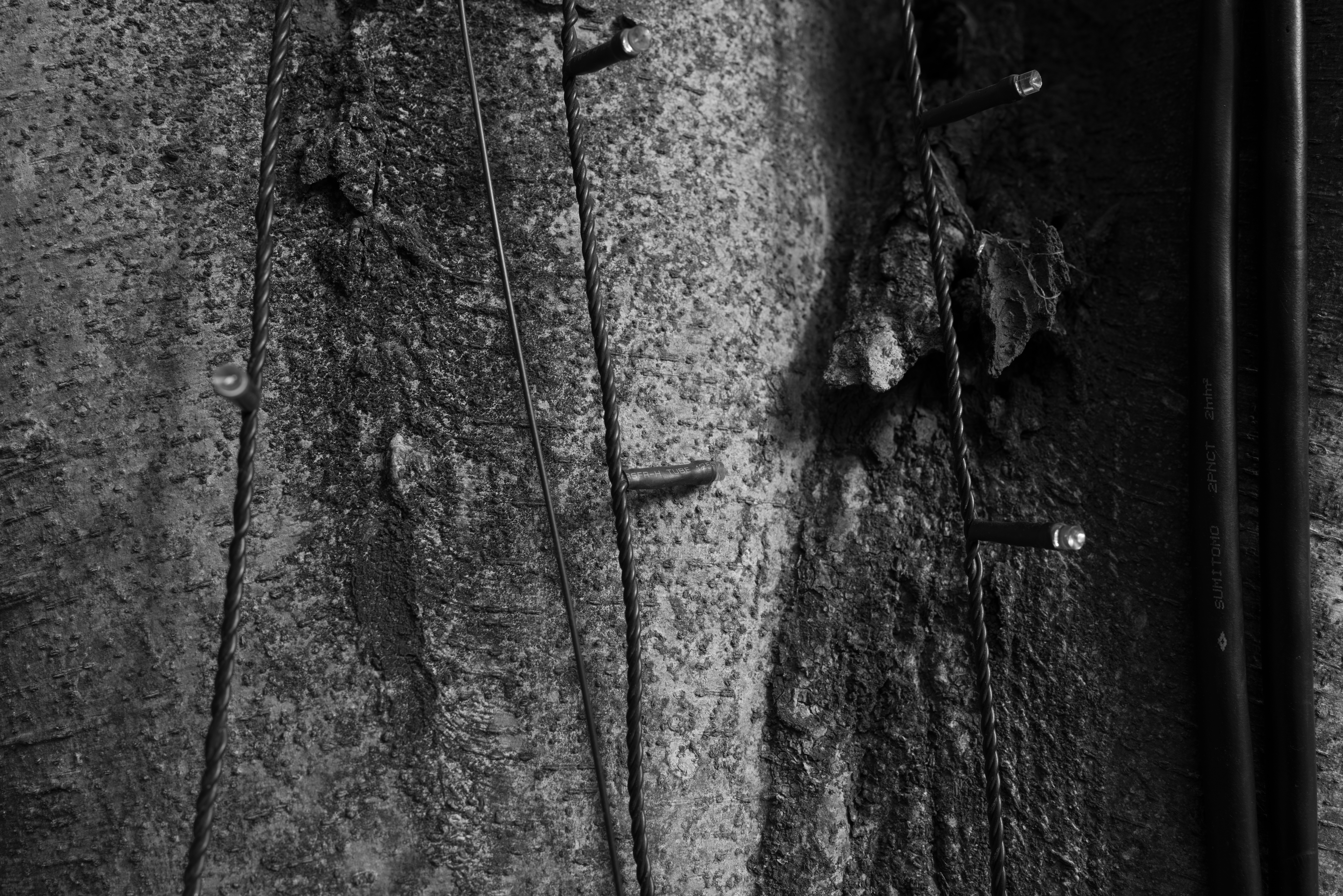 Lightroom Classicでストレート現像。