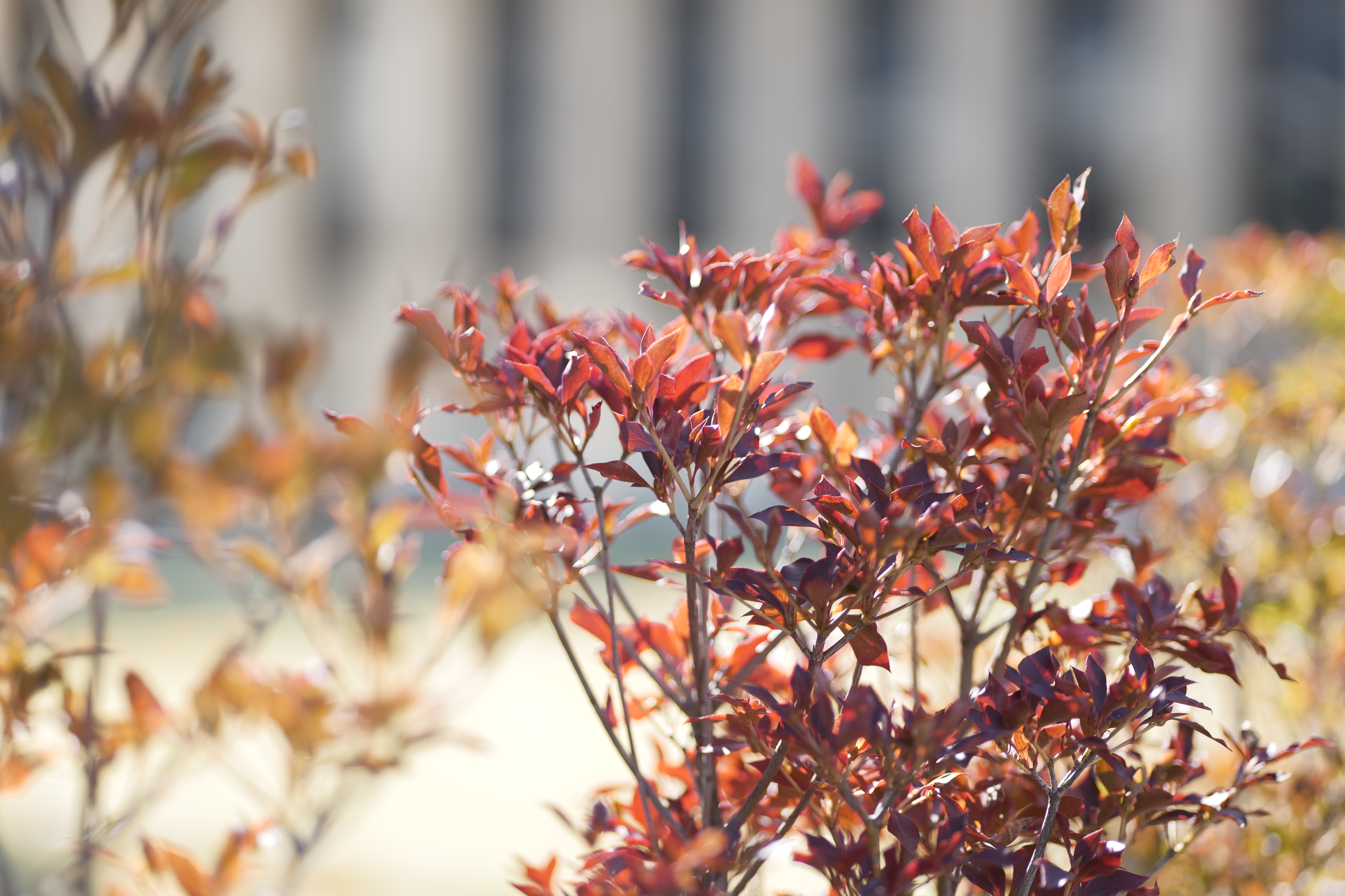 <span class="fnt-85">Panasonic LUMIX S5 / LUMIX S 85mm F1.8 / 絞り優先AE（F1.8・1/500秒・+0.7EV） / ISO 100</span>