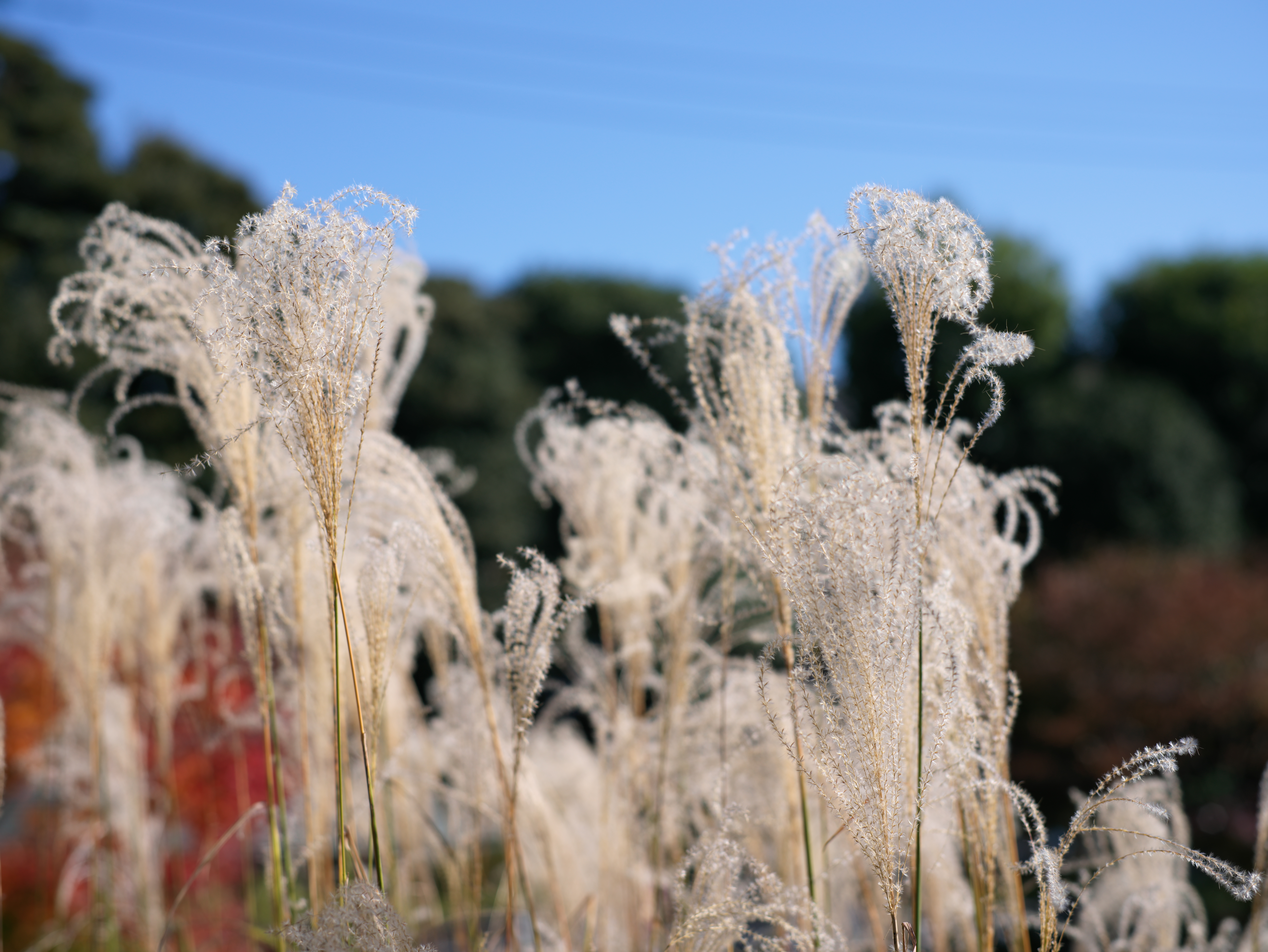 <span class="fnt-85">Hasselbald X1D II 50C＋XHコンバーター0,8＋HC 2,2/100（80mm：35mm判換算62mm相当）・絞り優先AE（F4・1/1,500秒・-0.1EV）・ISO 100</span>