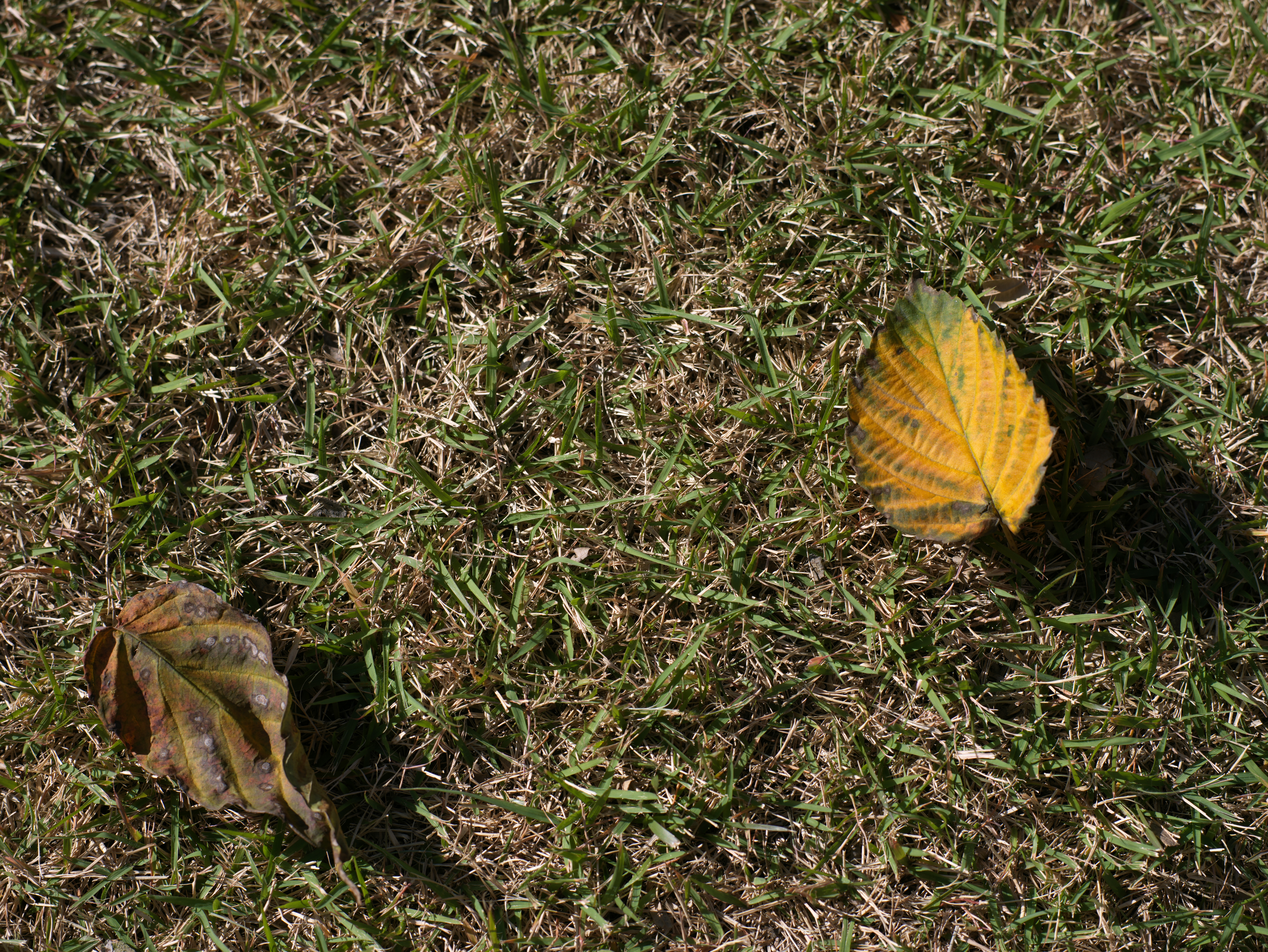 <span class="fnt-85">Hasselbald X1D II 50C＋XHコンバーター0,8＋HC 2,2/100（80mm：35mm判換算62mm相当）・絞り優先AE（F5.6・1/750秒・-1.0EV）・ISO 100</span>