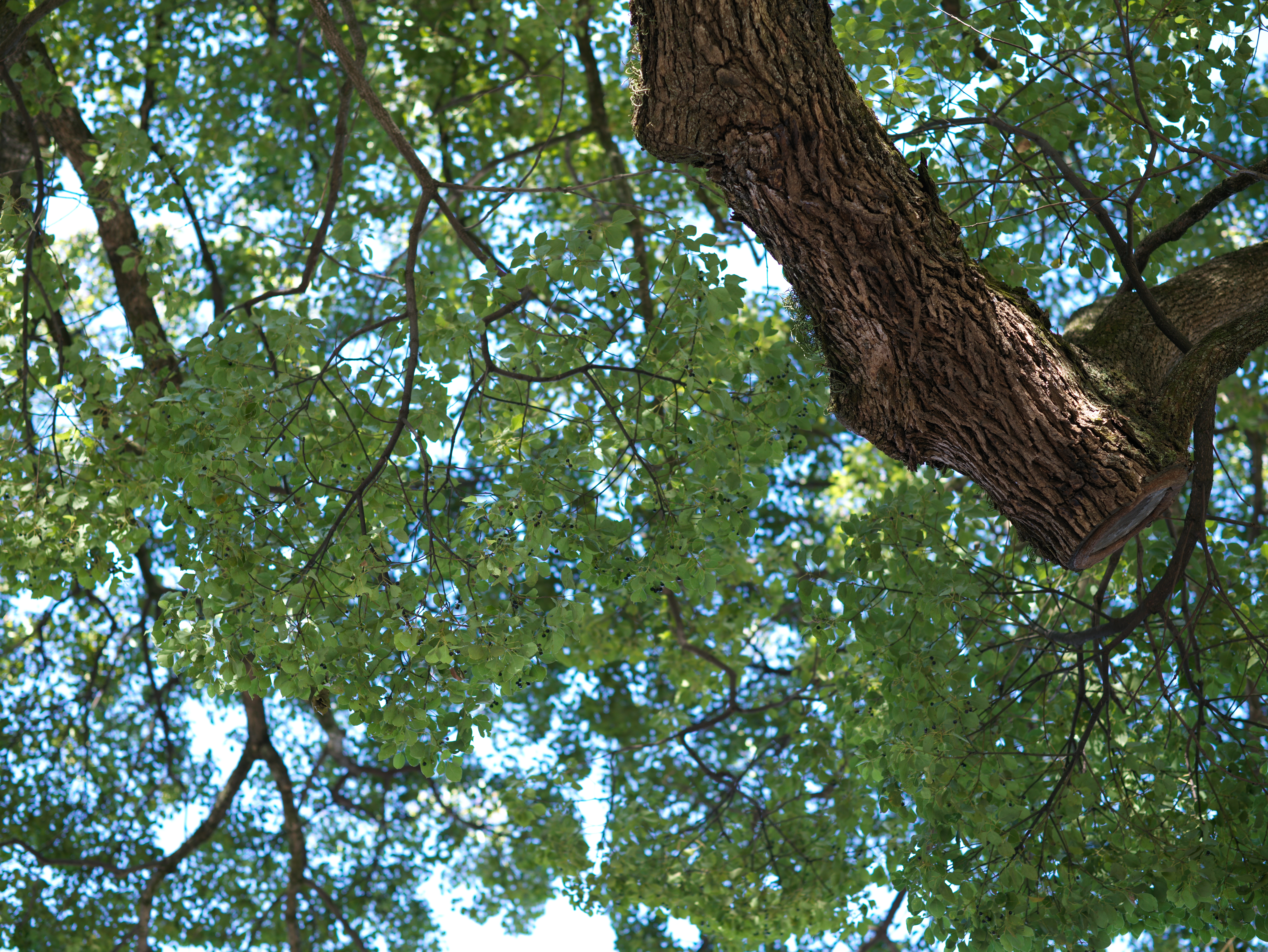 <span class="fnt-85">Hasselbald X1D II 50C＋XHコンバーター0,8＋HC 2,2/100（80mm：35mm判換算62mm相当）・絞り優先AE（F2.8・1/200秒・±0EV）・ISO 200</span>