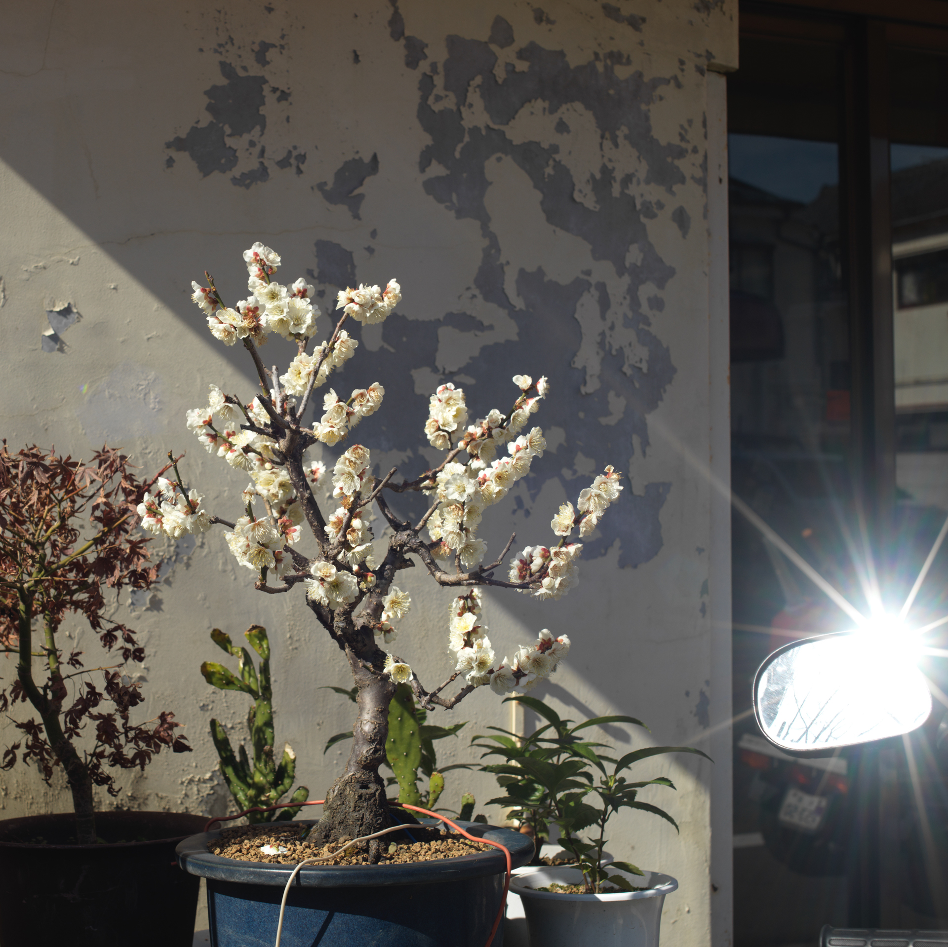 プライベートな時間にフィルムの6×6判カメラを持って街を放浪しているから、その感覚でCFV II 50Cをつけた500CMではどんな感じの写真が撮れるのかやってみたんだけど、ほとんど変化はないわけ。でも真四角にしたくなりました。<br>ハッセルブラッド500CM　ディスタゴンT* CF 60mm F3.5（F11・1/500秒）ISO 100　太陽光