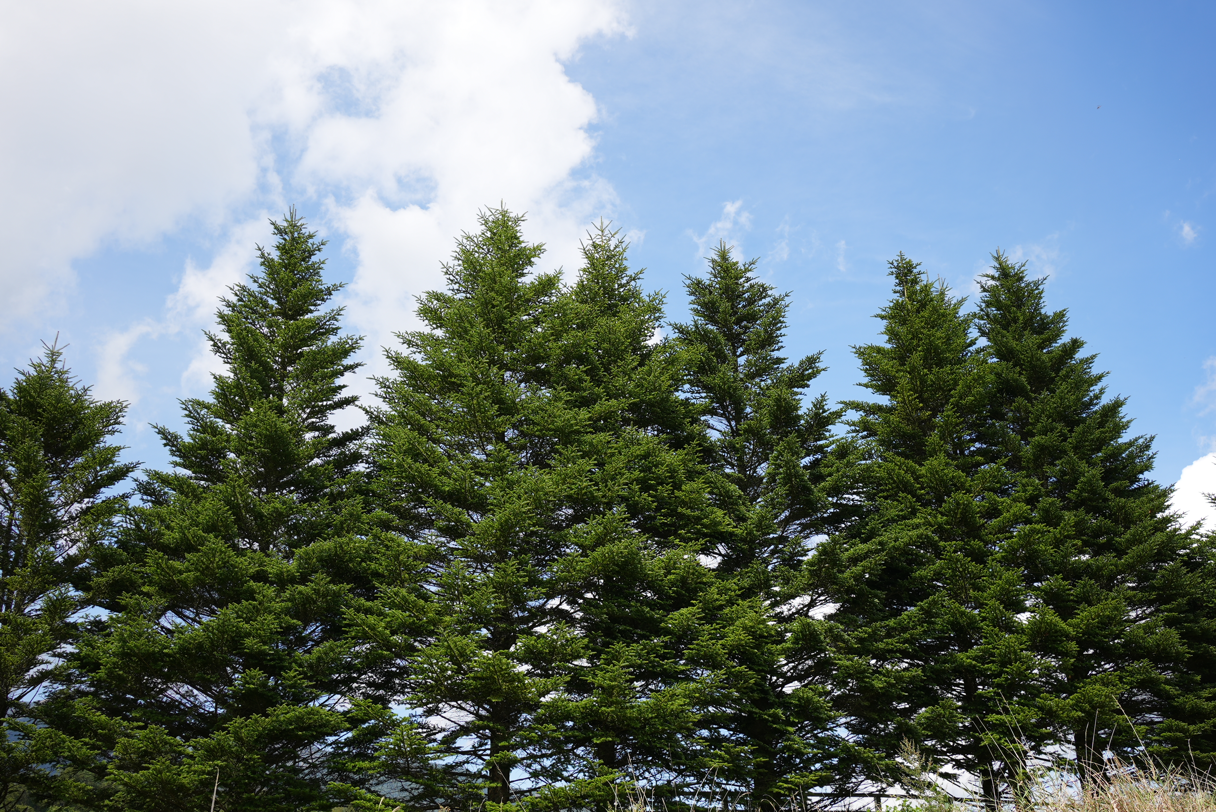 <span class="fnt-85">SONY α7S III / FE 35mm F1.8 / 絞り優先AE（F5.6・1/250秒・+0.3EV） / ISO 80</span>