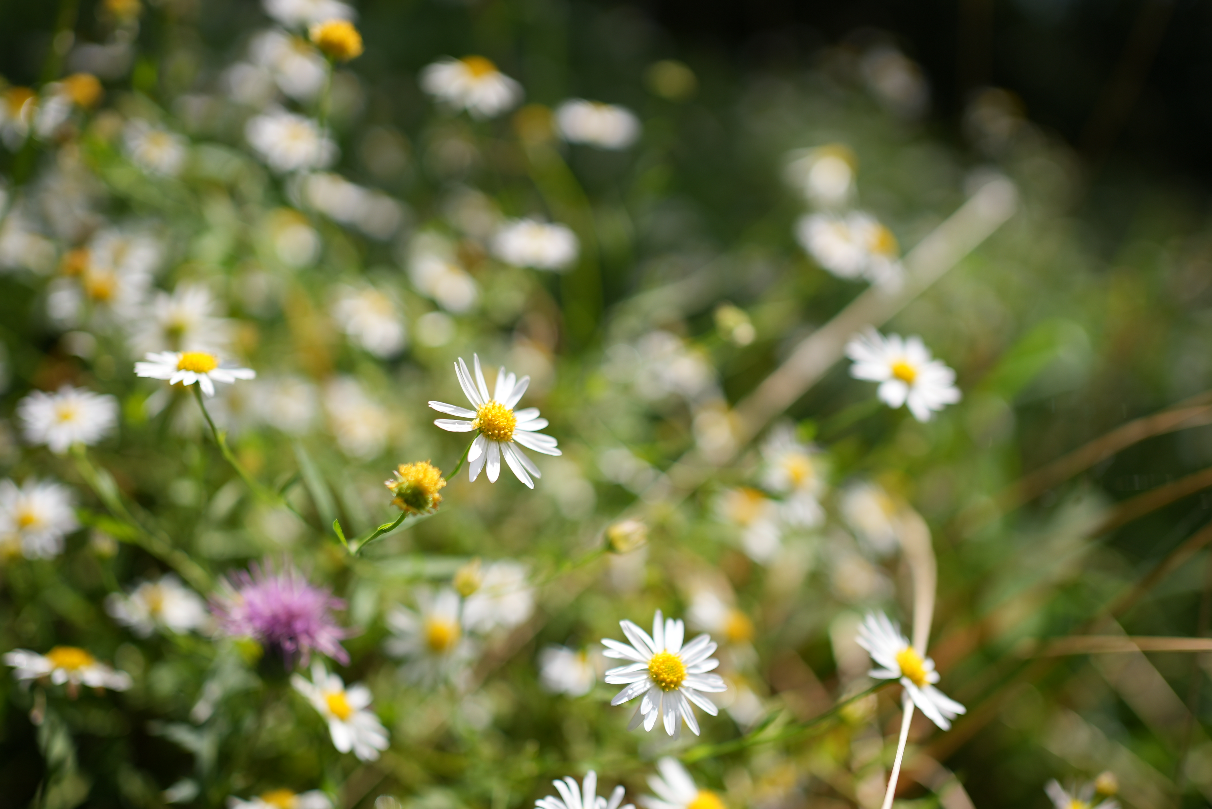 <span class="fnt-85">SONY α7S III / FE 35mm F1.8 / 絞り優先AE（F2.5・1/1,600秒・+0.3EV） / ISO 80</span>