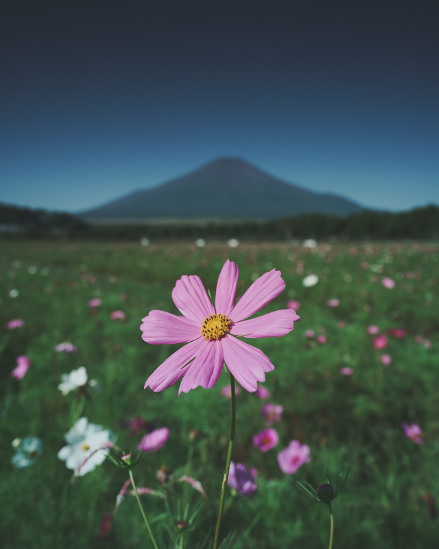 α7C / FE 20mm F1.8 G / マニュアル露出（1/500秒・F5.0） / ISO 100