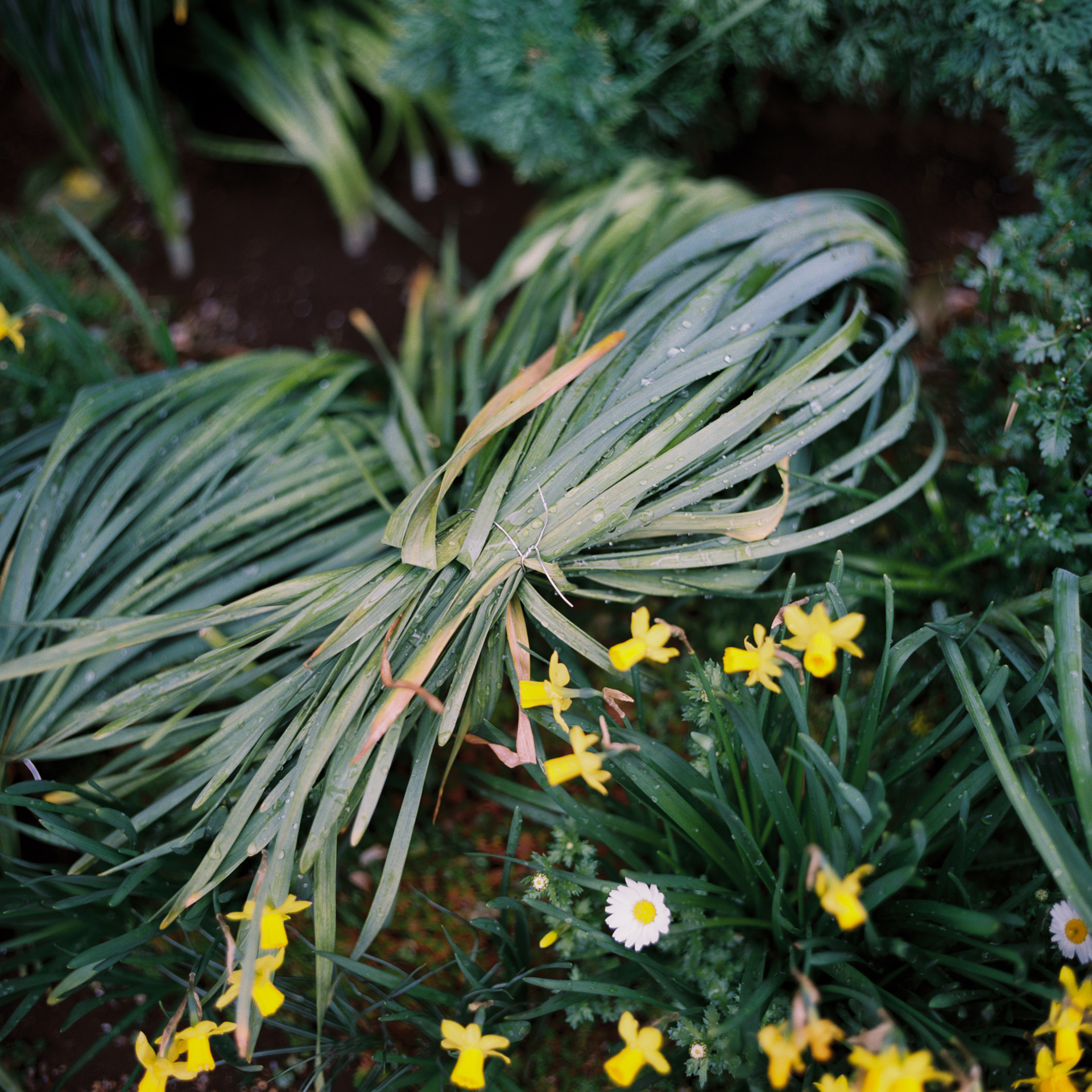 フォーカルプレーンシャッター機なのだから6×6判カメラの標準レンズだってF2の大口径にしようという心意気には共感。だけど開放絞りだとコントラスト低いです。ボケもさほど綺麗でもなく。120フィルムは平坦性がよくないので条件によっては厳しい描写をする時があります。<br>ノリタ66　ノリタール80mm F2（F2・1/125秒）フジカラープロ400H