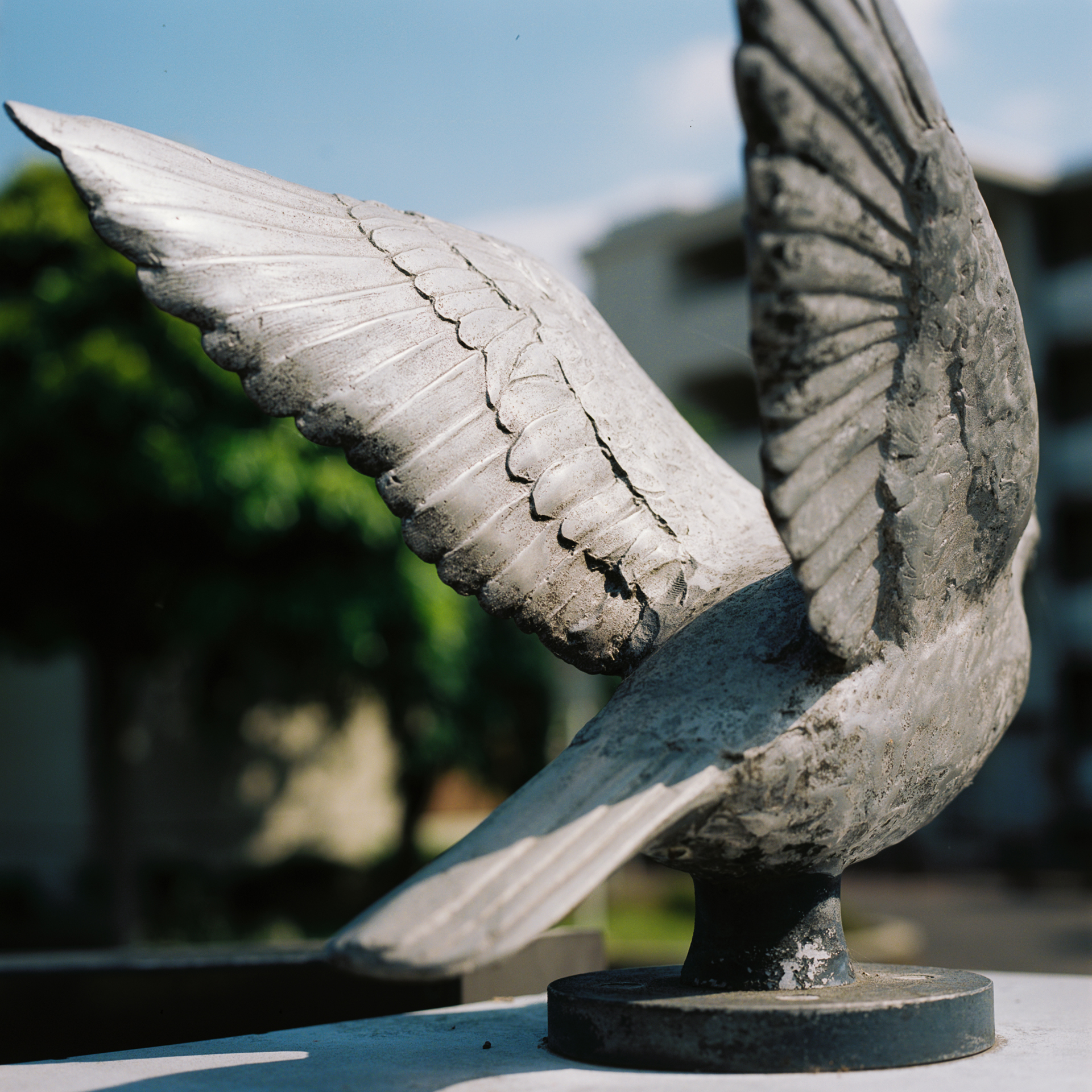 街歩きには向かない重たいカメラなのですが、至近距離撮影ができるという安心感があるため集中的に使いたくなります。このレンズはビューレンズにも絞りを内蔵し、被写界深度を確認できるようにしようと凝ったものですが、一度も便利だと思ったことないですなあ。<br>マミヤC330プロフェッショナルS　セコール105mm F3.5（F8・1/500秒）フジカラープロ400H