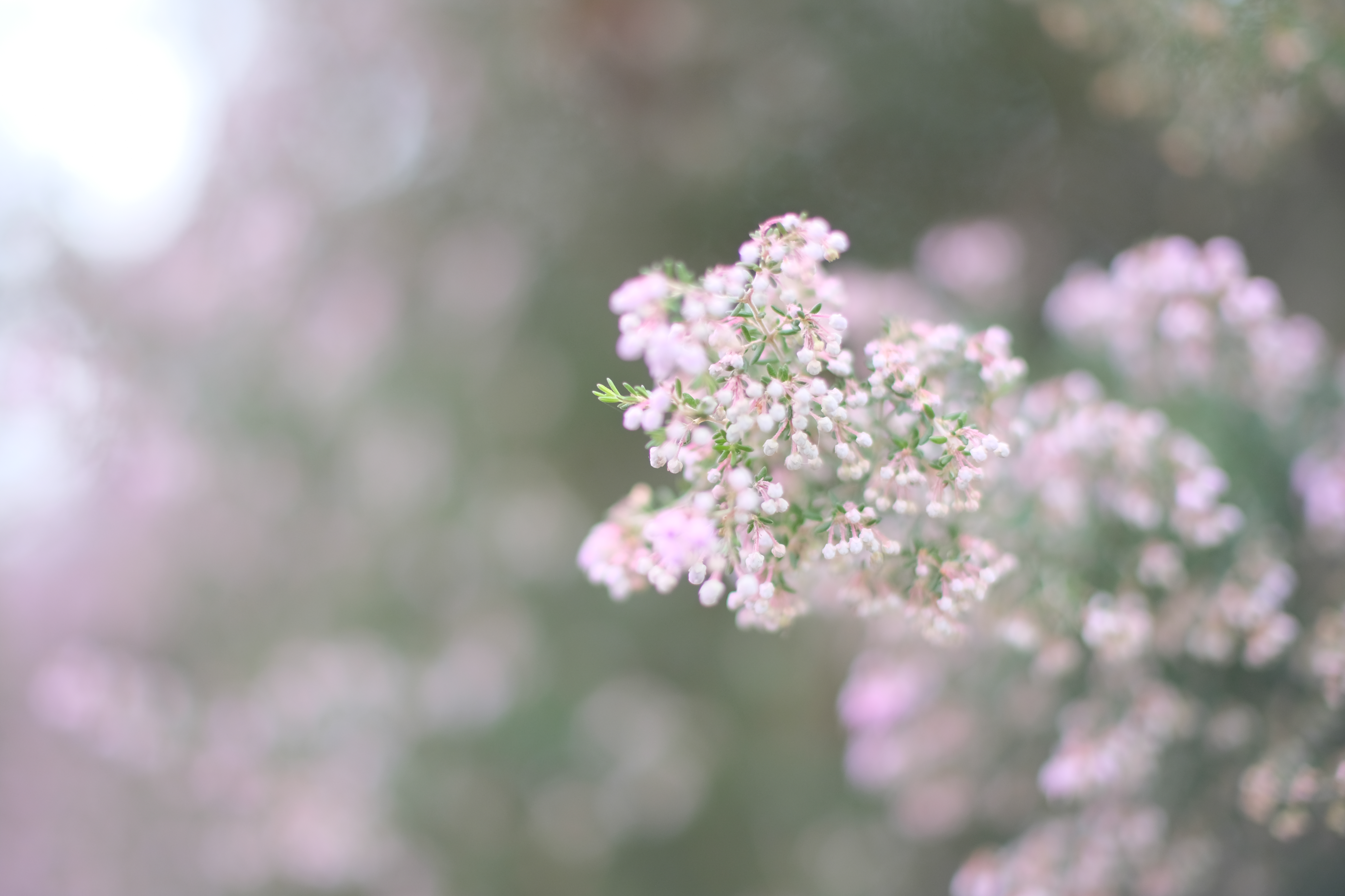 <span class="fnt-85">X-H1 / SPEEDMASTER 35mmF0.95 II / 絞り優先AE（F0.95・1/500秒・+1.0EV） / ISO 400</span>