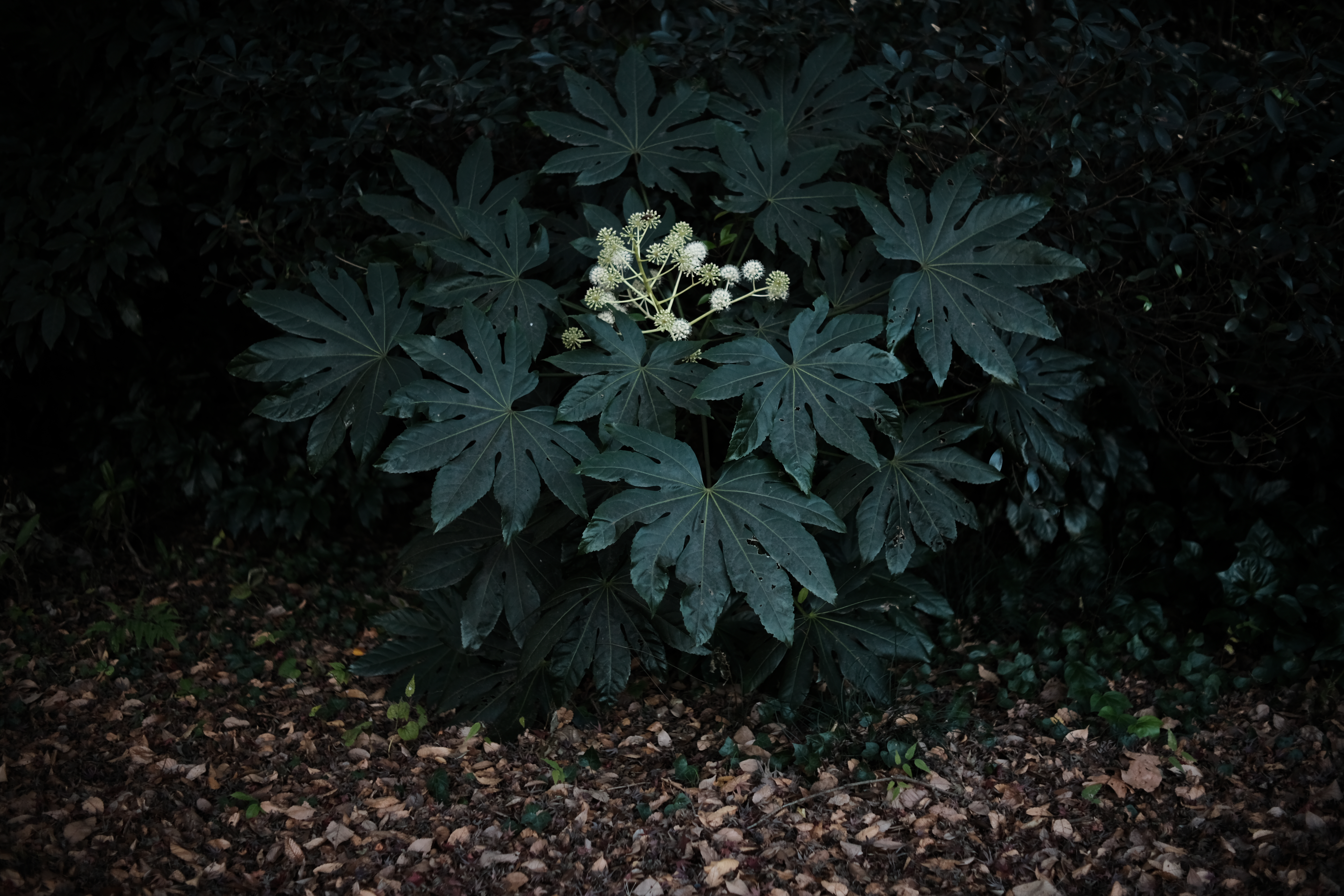 <span class="fnt-85">X-H1 / TTArtisan 35mm f/1.4 C / 絞り優先AE（F1.4・1/400秒・-1.7EV） / ISO 400</span>