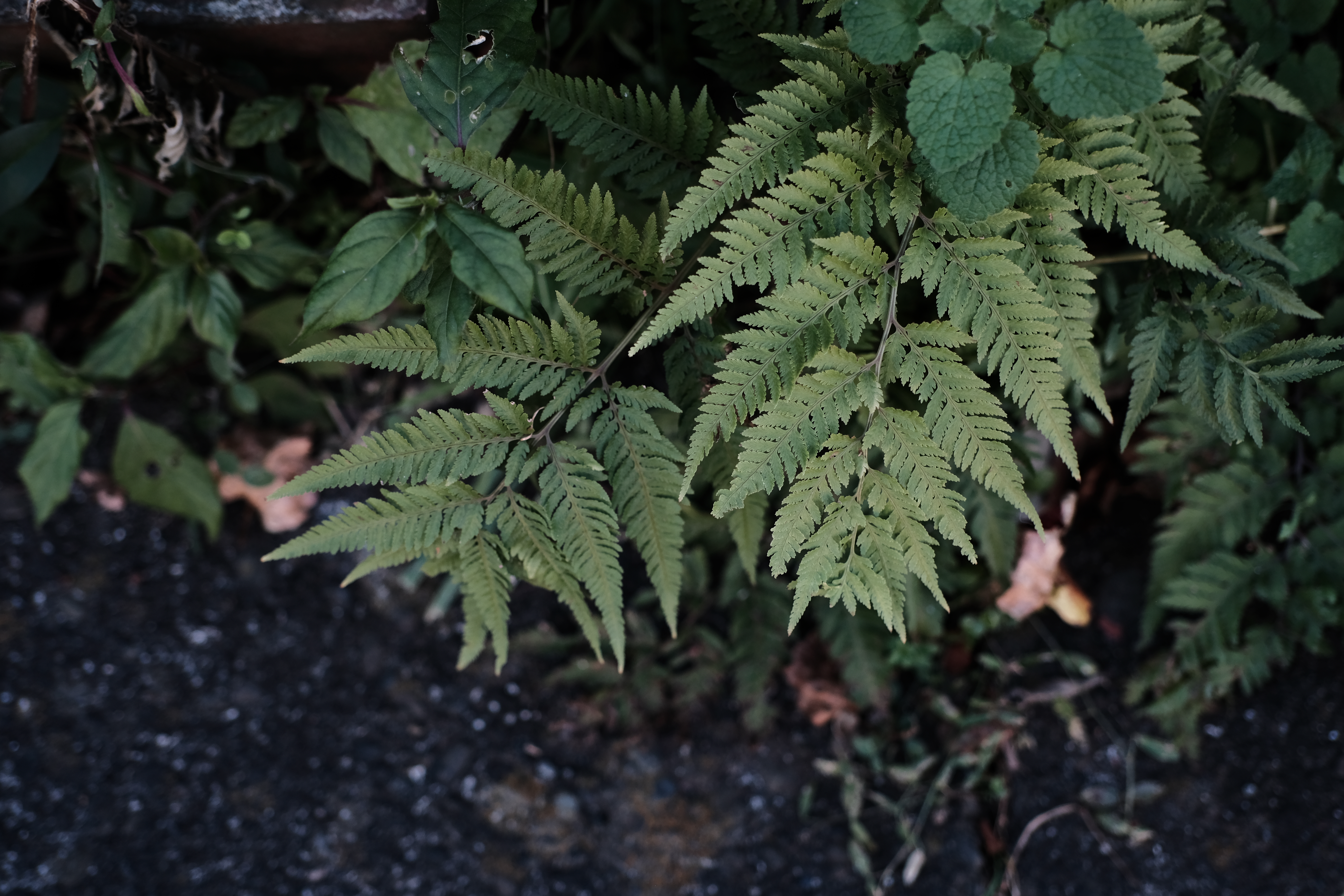 <span class="fnt-85">X-H1 / 7Artisans 35mm F2 / 絞り優先AE（F2.8・1/600秒・-0.3EV） / ISO 400</span>