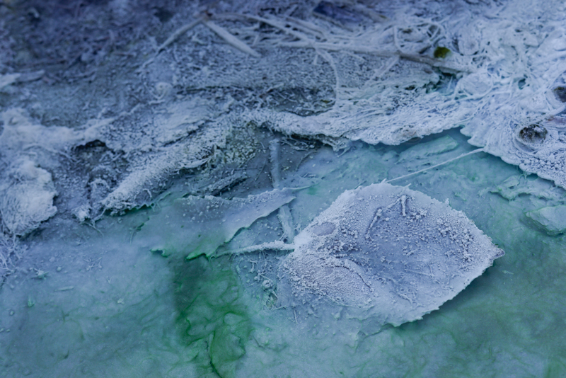 酸性の湯で変色した落葉が、温泉藻の淡い緑に溶け込む姿を発見。何か有名な被写体を狙うよりも、歩きながら発見して撮っていくスタイルと50mmの相性はとても良い（撮影・キャプション：GOTO AKI）<br><span class="fnt-85"><font color=gray>EOS R5 / RF50mm F1.8 STM / FVモード（F8・1/200秒） / ISO 800</span></font>