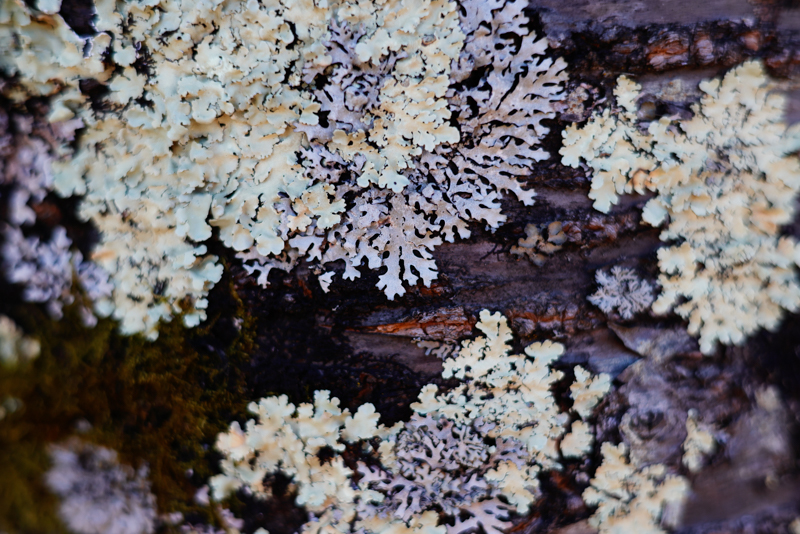 50mmの特徴は肉眼に近い自然な描写にあるが、RF 50mm F1.8 STMは、EF 50mm F1.8 STMと比べて5cmも最短撮影距離が短くなり、自然の細かな表情を大きく写すことができるようになった。高画素を生かして1.6倍クロップを使えば、80mm相当となりさらにマクロ的な描写も可能。肉眼で見ているような描写から細部への注視まで、1本で描ける幅が拡大している（撮影・キャプション：GOTO AKI）<br><span class="fnt-85"><font color=gray>EOS R5 / RF50mm F1.8 STM / FVモード（F2.5・1/1,250秒） / ISO 400</span></font>