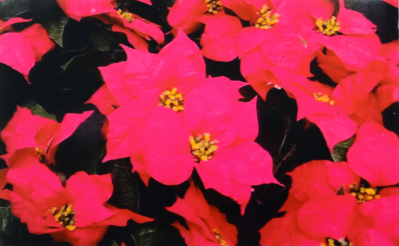 得られたプリントをミラーレスカメラで複写したもの。プリントの色再現は昇華型だけあって、キヤノンのZINK方式より格段によいが、ハイライトのとびがあったり、ポインセチアの花弁にみるように色飽和がある。