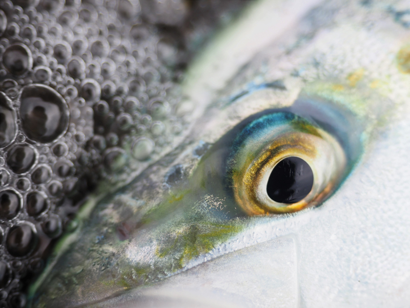 釣り上げたイナダの貌。マクロ性能を生かし表情をクローズアップ。波しぶきを被る状況だったが、優れた防塵・防滴性能のおかげで問題なく撮影できた<br><span class="fnt-85">OM-D E-M1 Mark III / M.ZUIKO DIGITAL ED 12-40mm F2.8 PRO /40mm（80mm相当） /絞り優先AE（F2.8、1/1,000秒、-0.3EV） / ISO 200/ WB:オート</span>