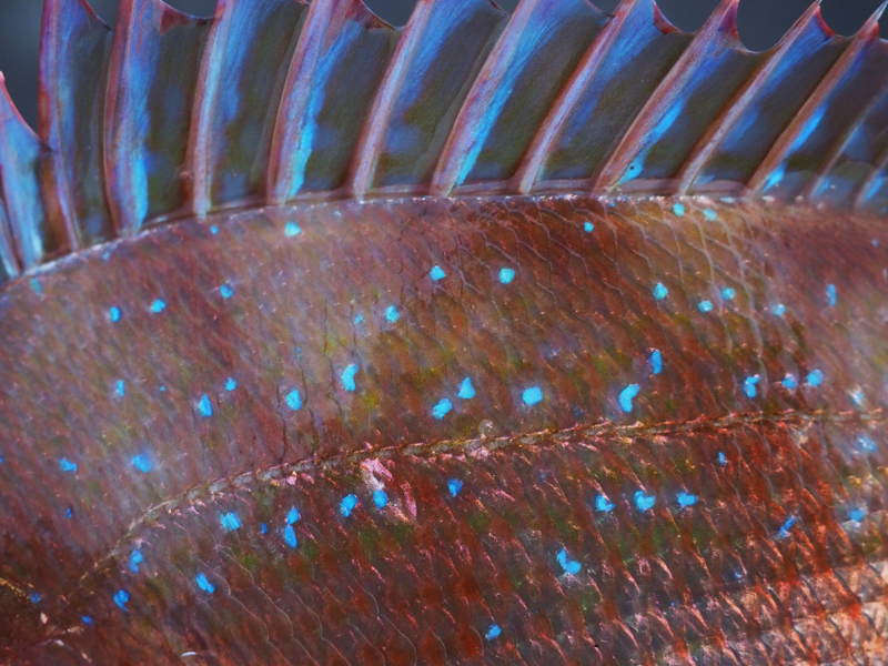 陽が沈みかけた頃にマダイが釣れた。渋めの赤に煌めく青。撮像面から20cmまで寄れるこのレンズなら、生きた色彩にぐっと迫っていける<br><span class="fnt-85">OM-D E-M1 Mark III / M.ZUIKO DIGITAL ED 12-40mm F2.8 PRO / 40mm（80mm相当） / 絞り優先AE（F2.8、1/60秒、-0.7EV） / ISO 800/ WB:5,300K</span>