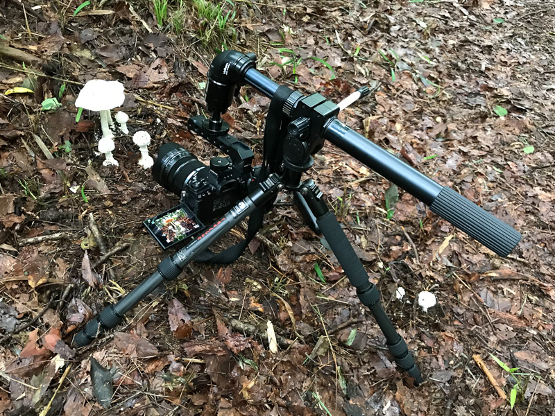 これがキノコ撮影の様子