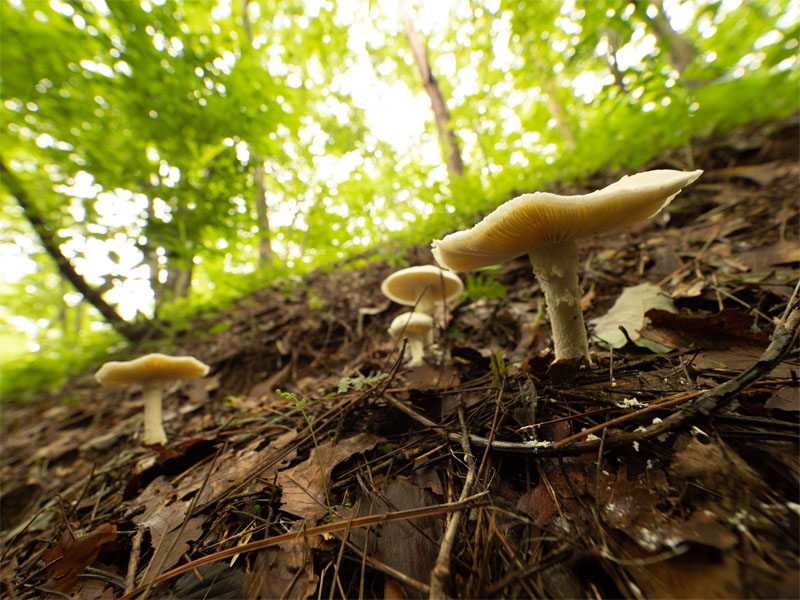 オリンパス OM-D E-M1 Mark III / M.ZUIKO DIGITAL ED 7-14mm F2.8 PRO