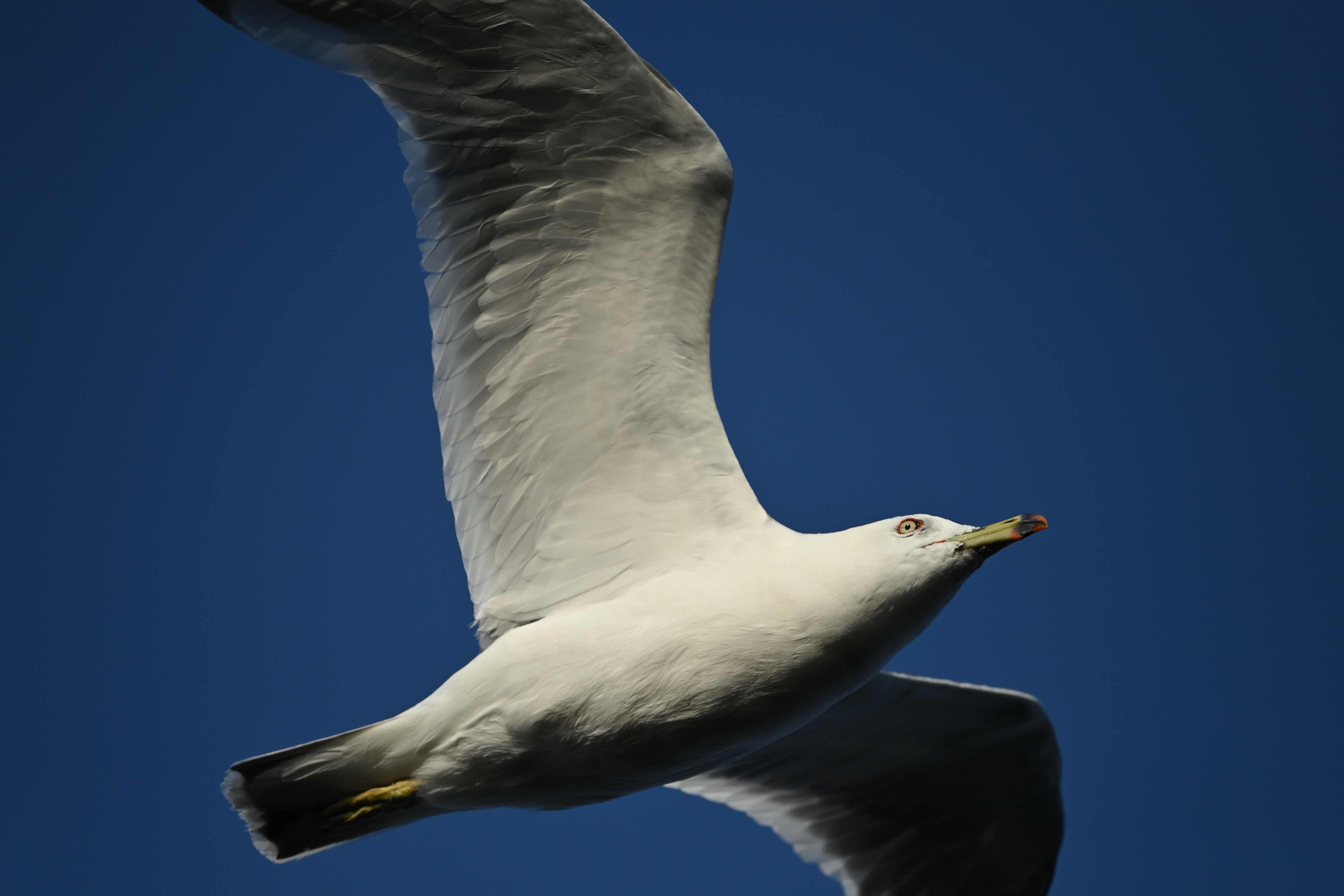 <span class="fnt-85">D6 / AF-S NIKKOR 180-400mm f/4E TC1.4 FL ED VR（560mm） / シャッター優先AE（1/4,000秒・F5.6・-0.7EV） / ISO 360</span>