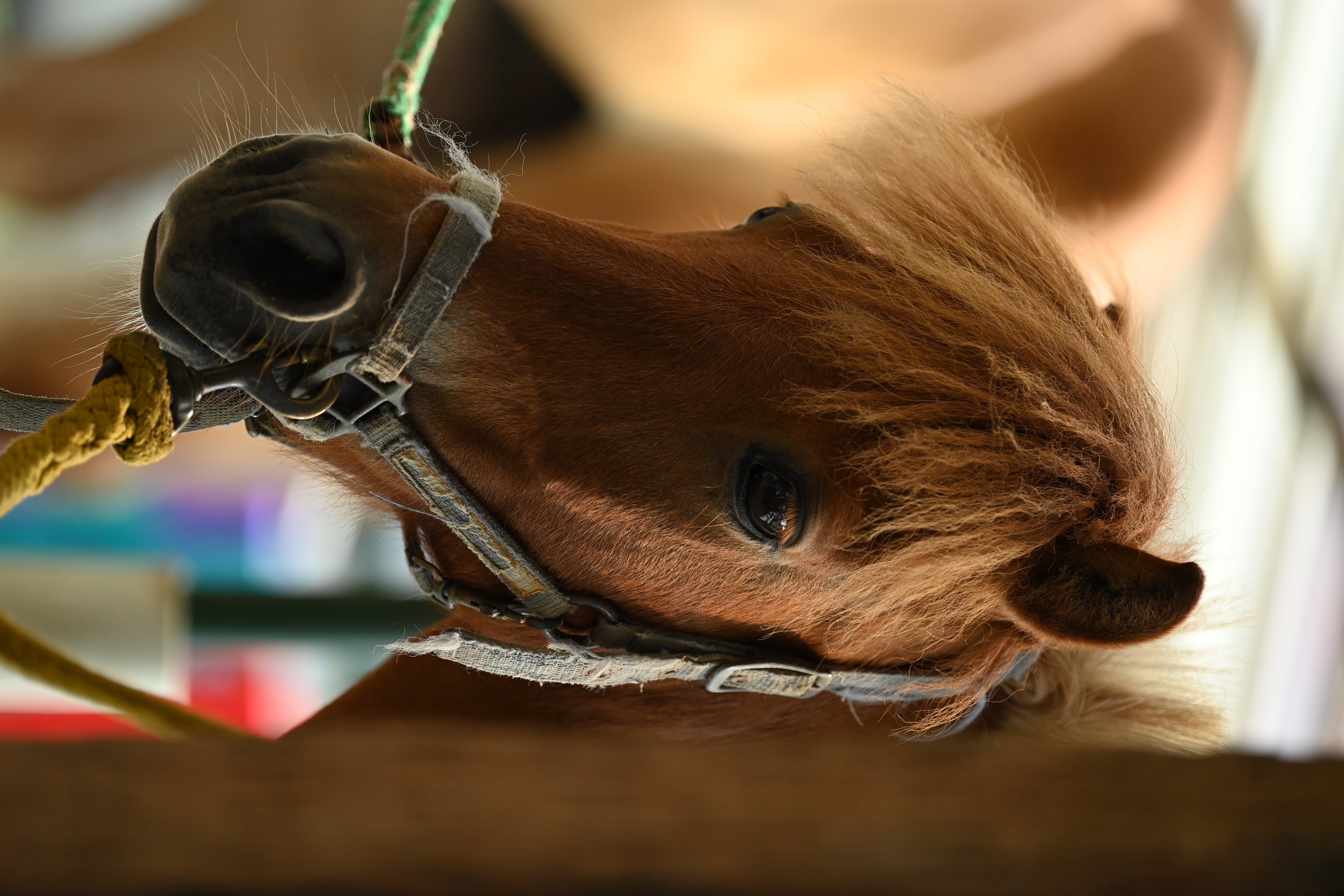 <span class="fnt-85">D6 / AF-S NIKKOR 70-200mm f/2.8E FL ED VR（170mm） / シャッター優先AE（1/500秒・F2.8・-0.3EV） / ISO 200</span>