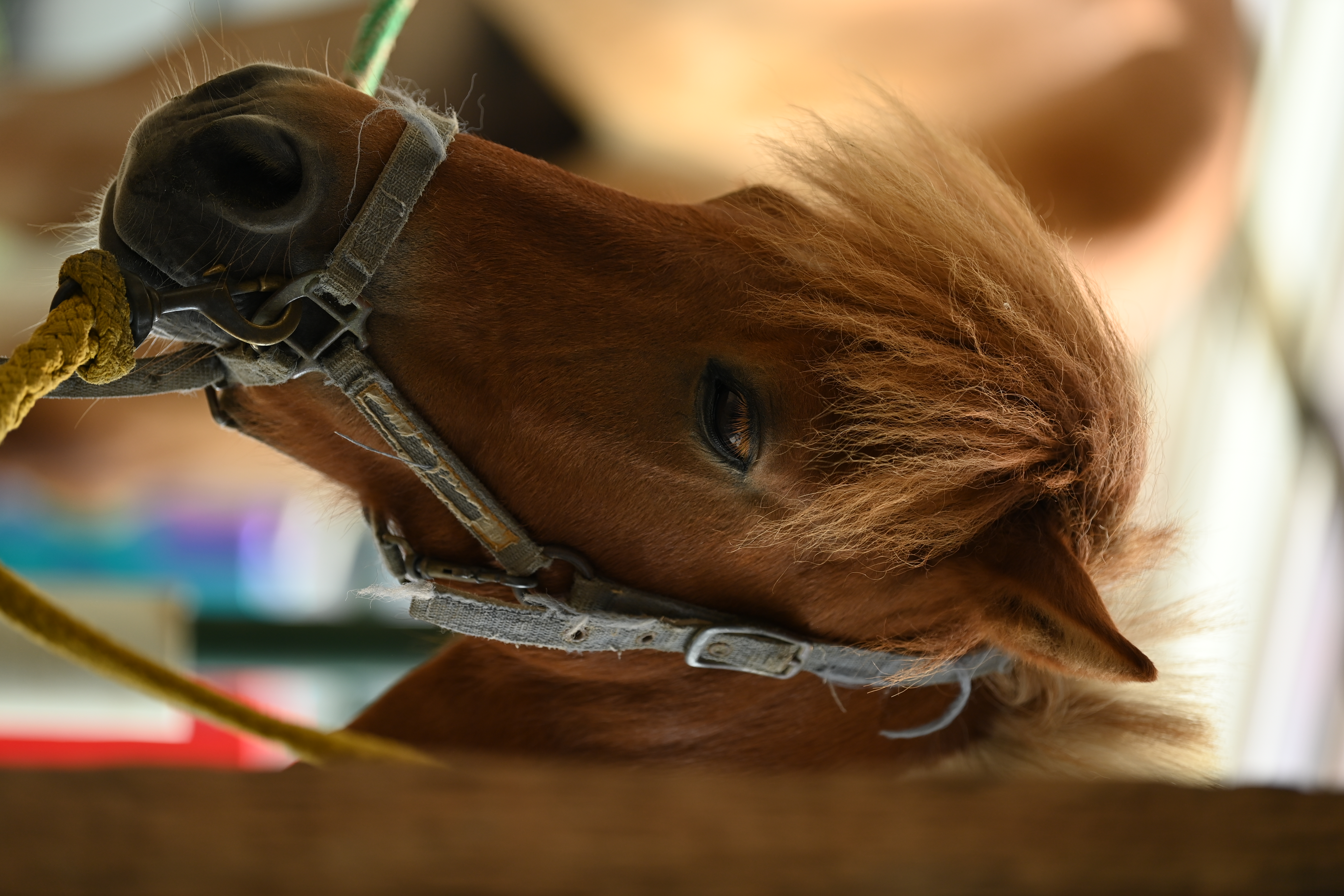 <span class="fnt-85">D6 / AF-S NIKKOR 70-200mm f/2.8E FL ED VR（170mm） / シャッター優先AE（1/500秒・F2.8・-0.3EV） / ISO 220</span>