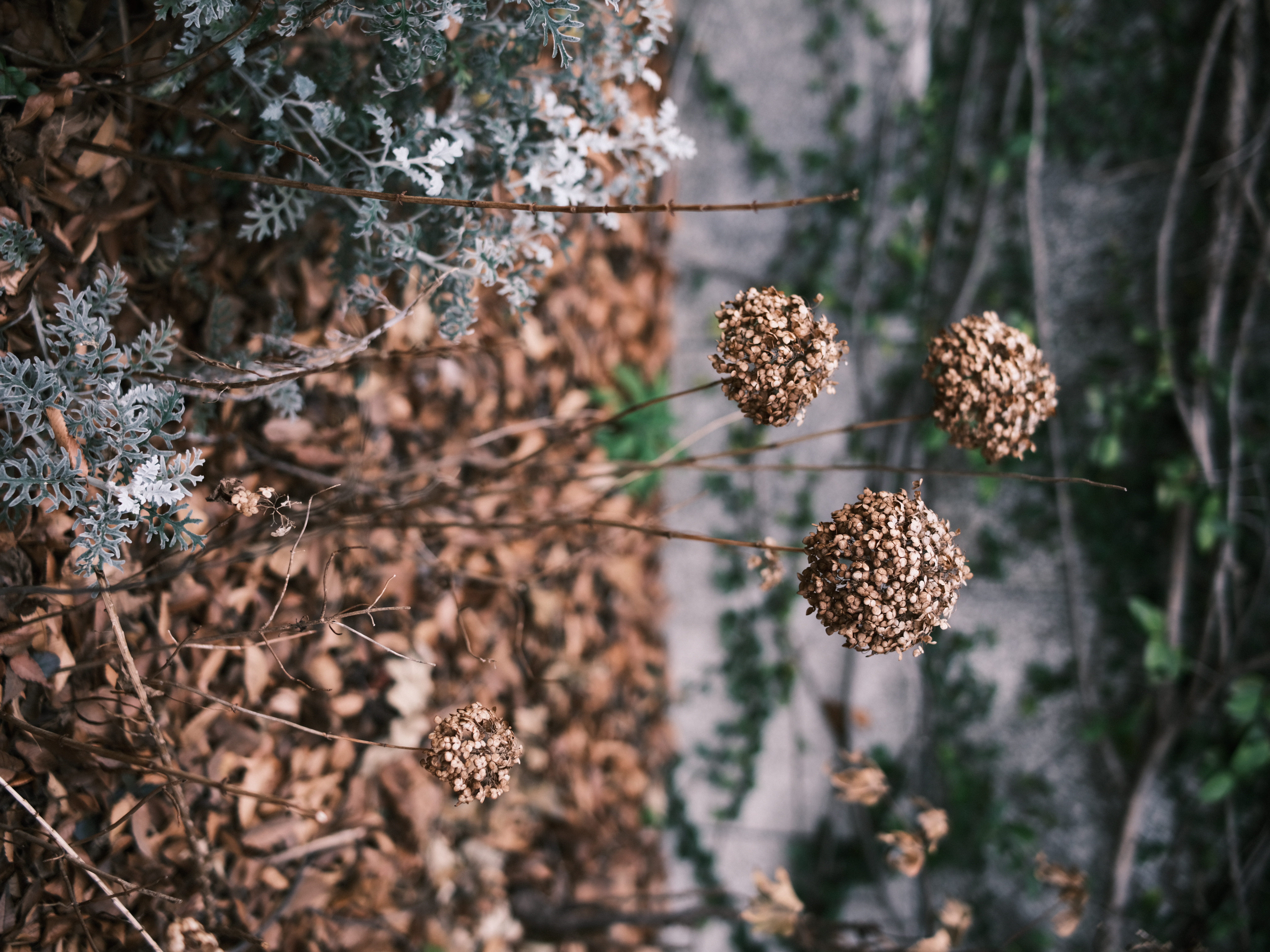 <span class="fnt-85">GFX 50R / SPEEDMASTER 65mm F1.4（35mm判換算：51mm相当） / 絞り優先AE（F1.4〜F2の中間辺り・1/1,800秒・-0.3EV） / ISO 500</span>