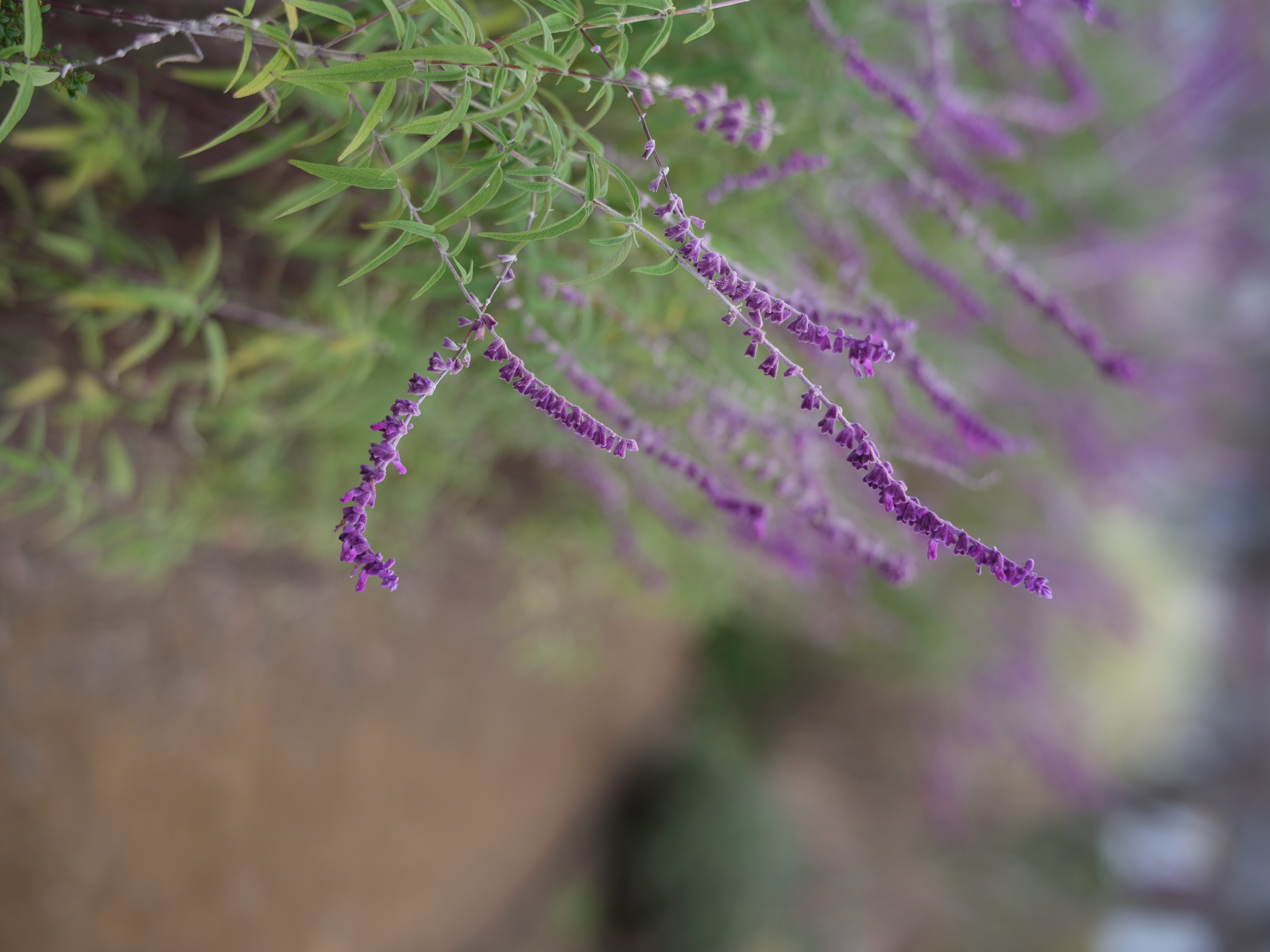 <span class="fnt-85">GFX 50R / SPEEDMASTER 65mm F1.4（35mm判換算：51mm相当） / 絞り優先AE（F1.4・1/1,900秒・±0EV） / ISO 400</span>