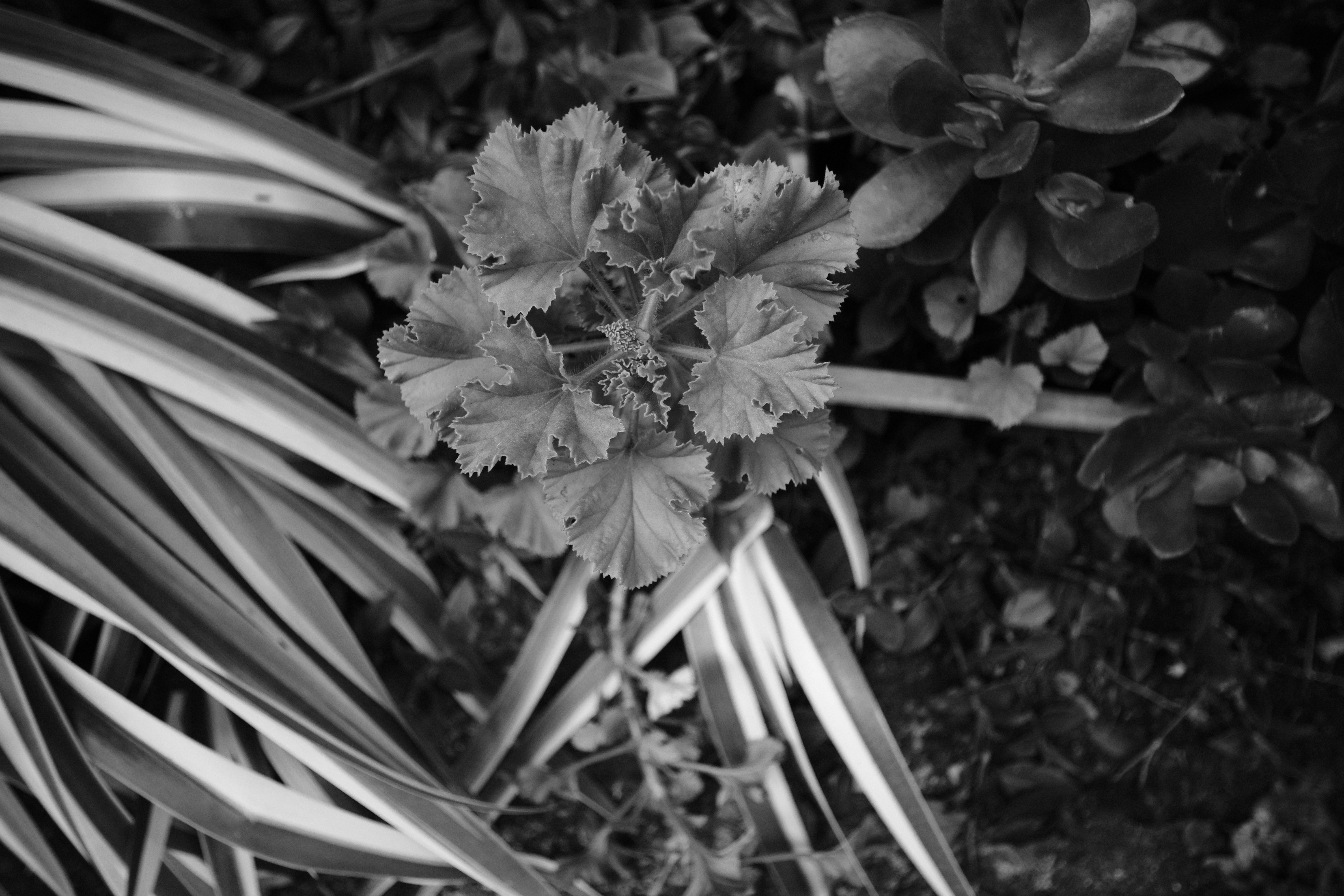 <span class="fnt-85">X-H1 / 7Artisans 12mm F2.8（35mm判換算：18mm相当） / 絞り優先AE（F2.8・1/600秒・-0.3EV） / ISO 500</span>