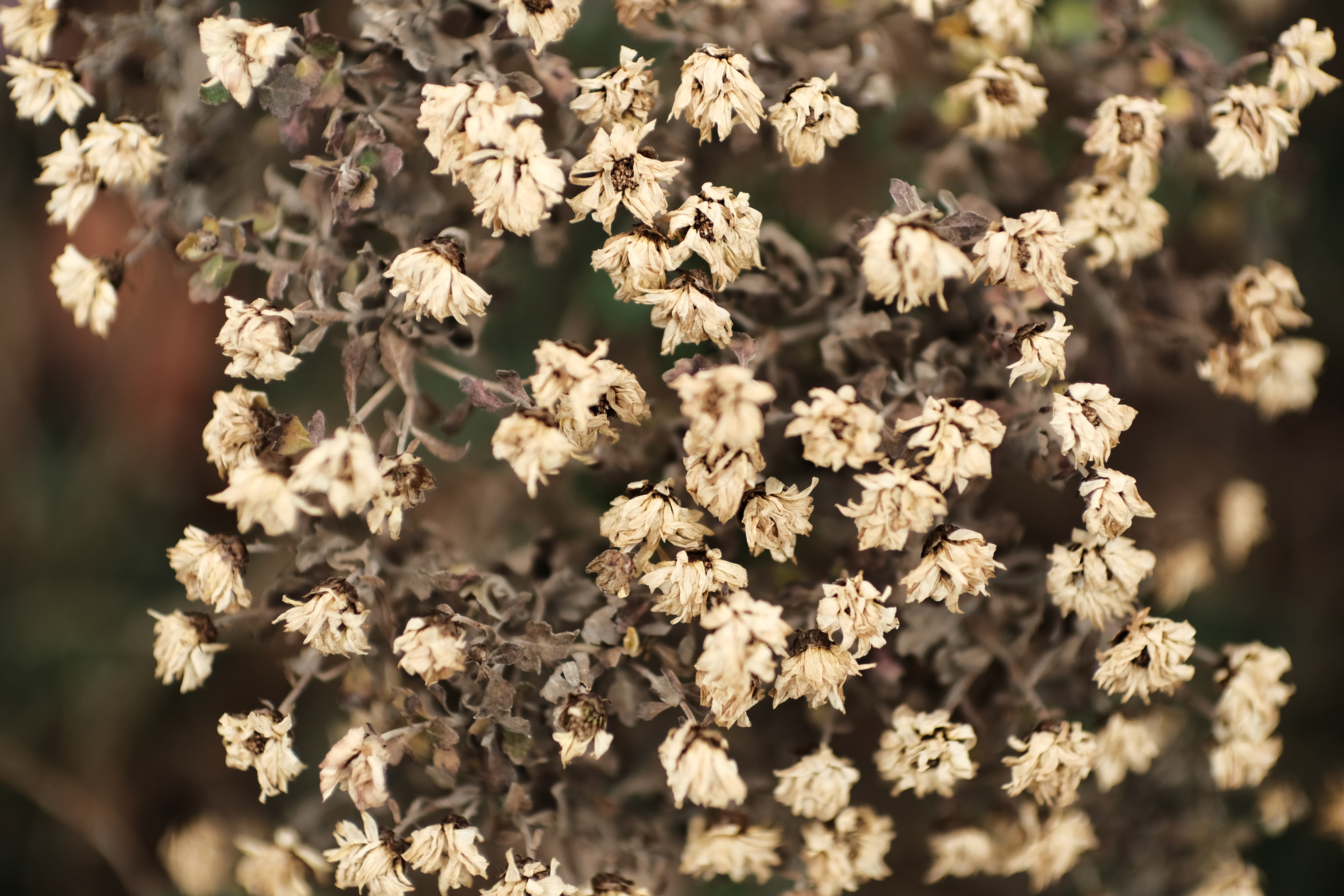 <span class="fnt-85">X-H1 / KAMLAN 50mm F1.1 II（35mm判換算：75mm相当） / 絞り優先AE（F1.4・1/2,900秒・+0.3EV） / ISO 400</span>