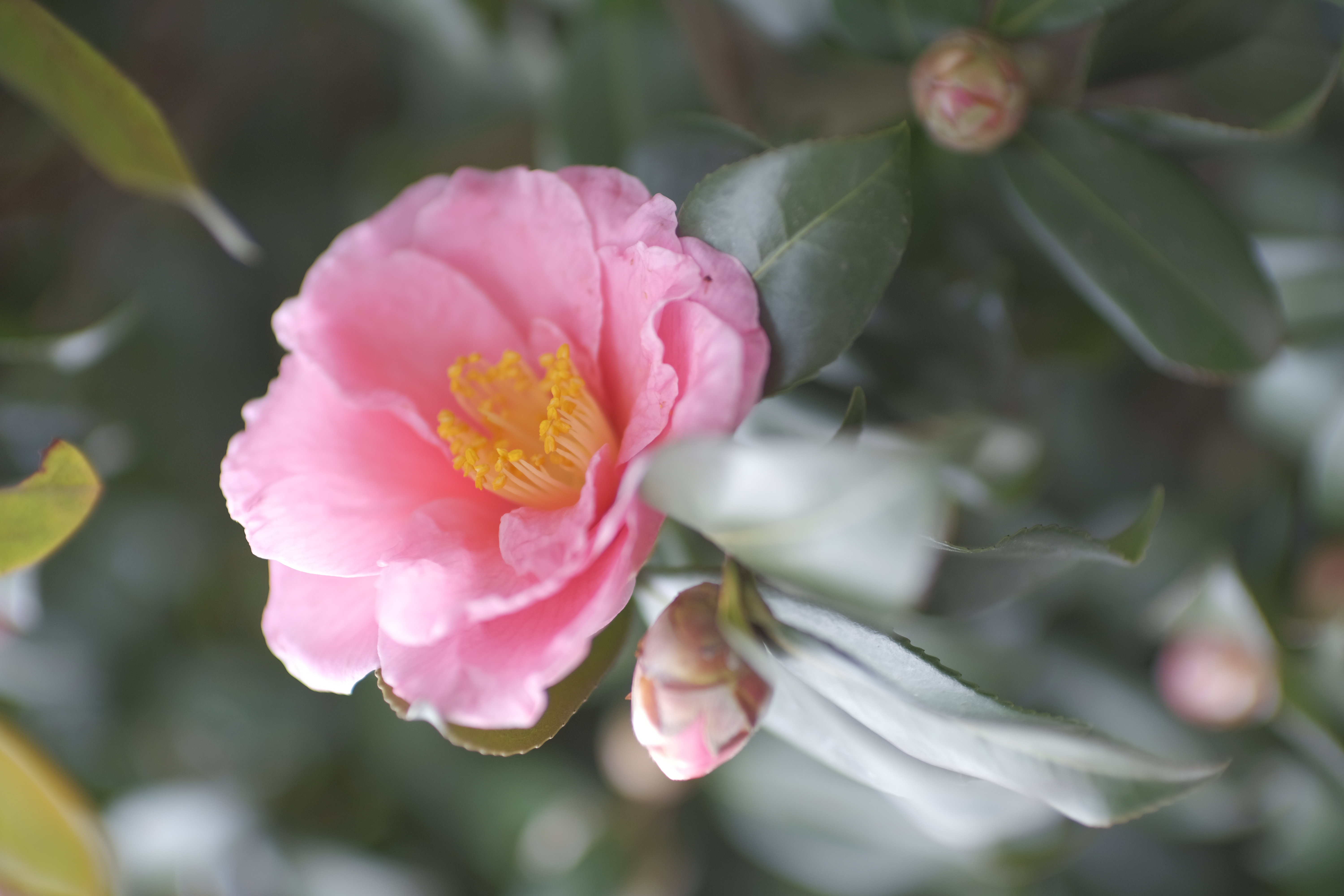 <span class="fnt-85">X-H1 / KAMLAN 50mm F1.1 II（35mm判換算：75mm相当） / 絞り優先AE（F1.1・1/750秒・+0.7EV） / ISO 400</span>