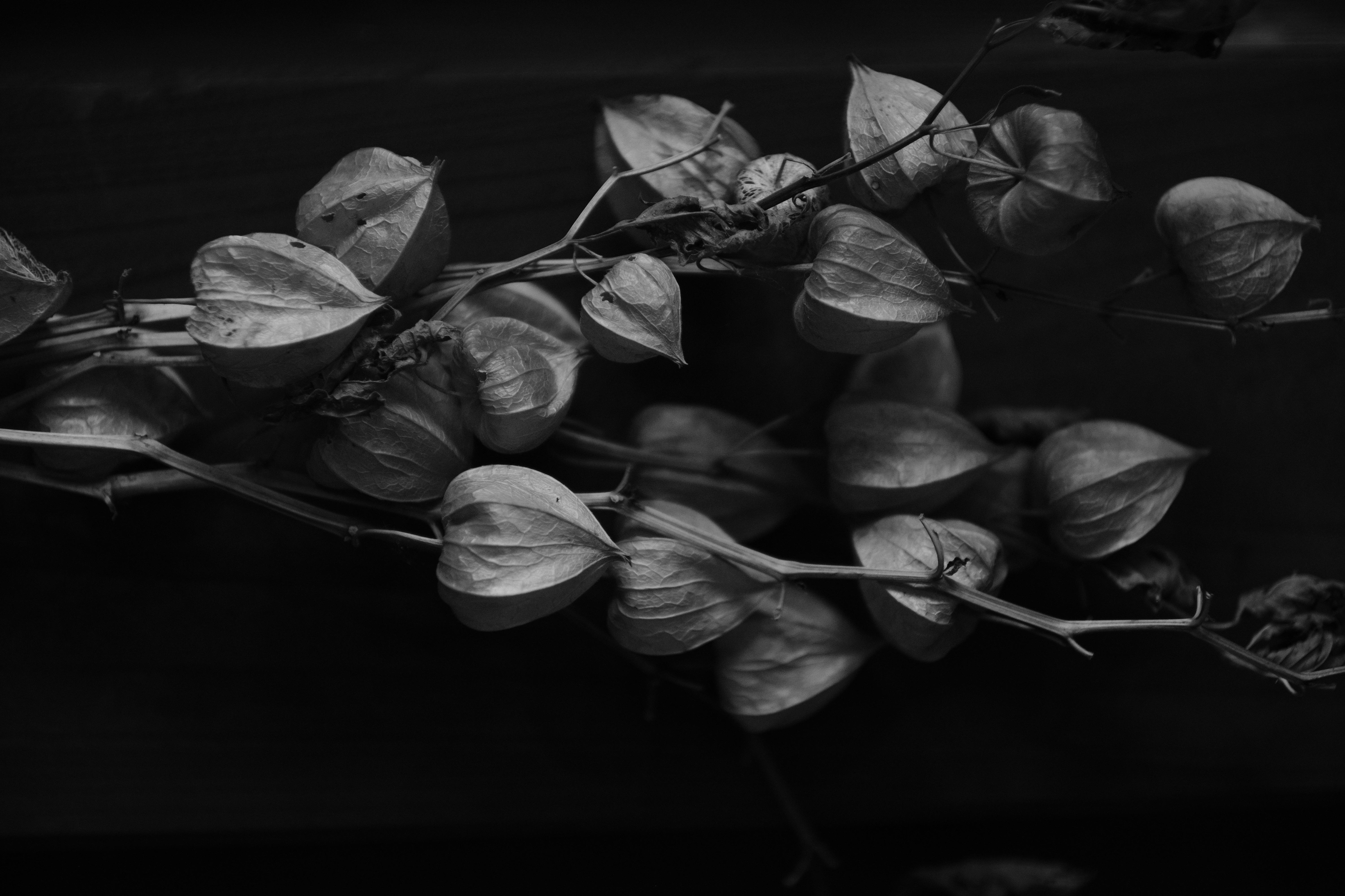 <span class="fnt-85">X-H1 / KAMLAN 50mm F1.1 II（35mm判換算：75mm相当） / 絞り優先AE（F1.1・1/110秒・-1.7EV） / ISO 1000</span>