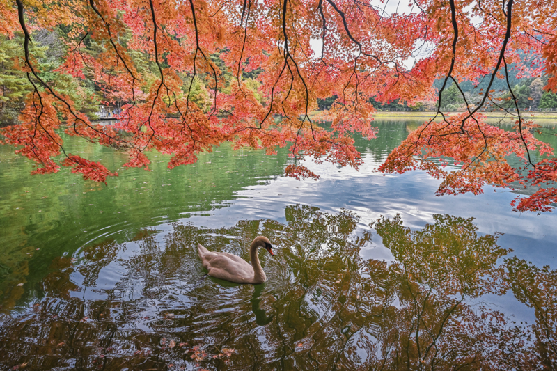 鮮やかな紅葉と白鳥、湖面のリフレクションという神秘の絶景。この湖に1羽しかいない白鳥が来てくれるのをじっと待って連写した<br><span class="fnt-85">Nikon Z 7II / NIKKOR Z 20mm f/1.8 S / 20mm/絞り優先AE(F6.3、1/160秒、+0.3EV)/ISO640 / WB:オート</span>