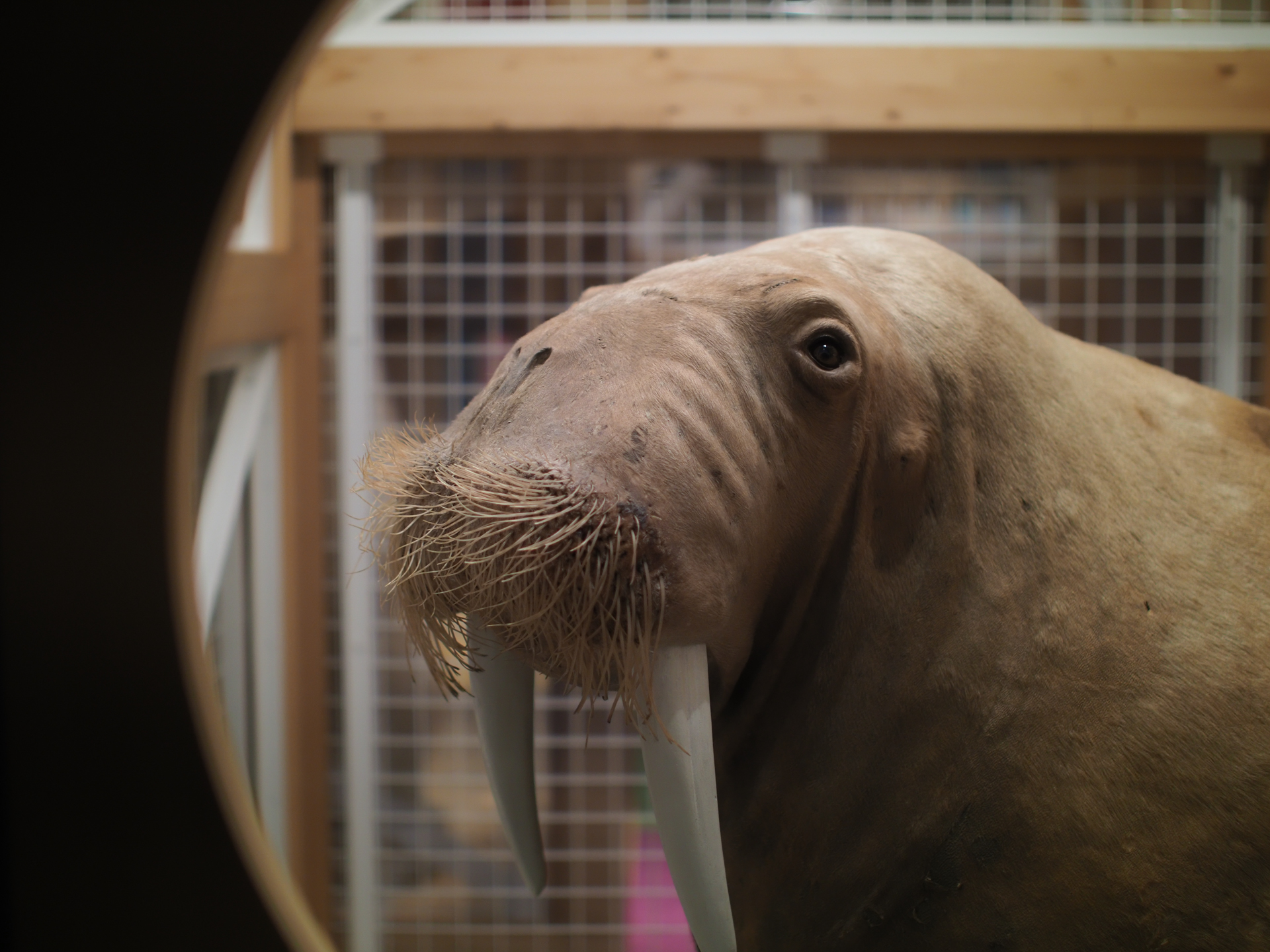 トップからのライトのみの照明ですが、階調のつながりがきれいです。合焦点の目玉のシャープネスは見事です。背景の金網もいやらしくない感じにボケています。カメラ内での収差補正は行われていないのに歪曲収差をまったく感じさせないことも描写が自然にみえる理由のひとつでしょう。<br>OM-D E-M1 Mark II　SUPER NOKTON 29mm F0.8 Aspherical（F0.8・1/400秒）ISO 400