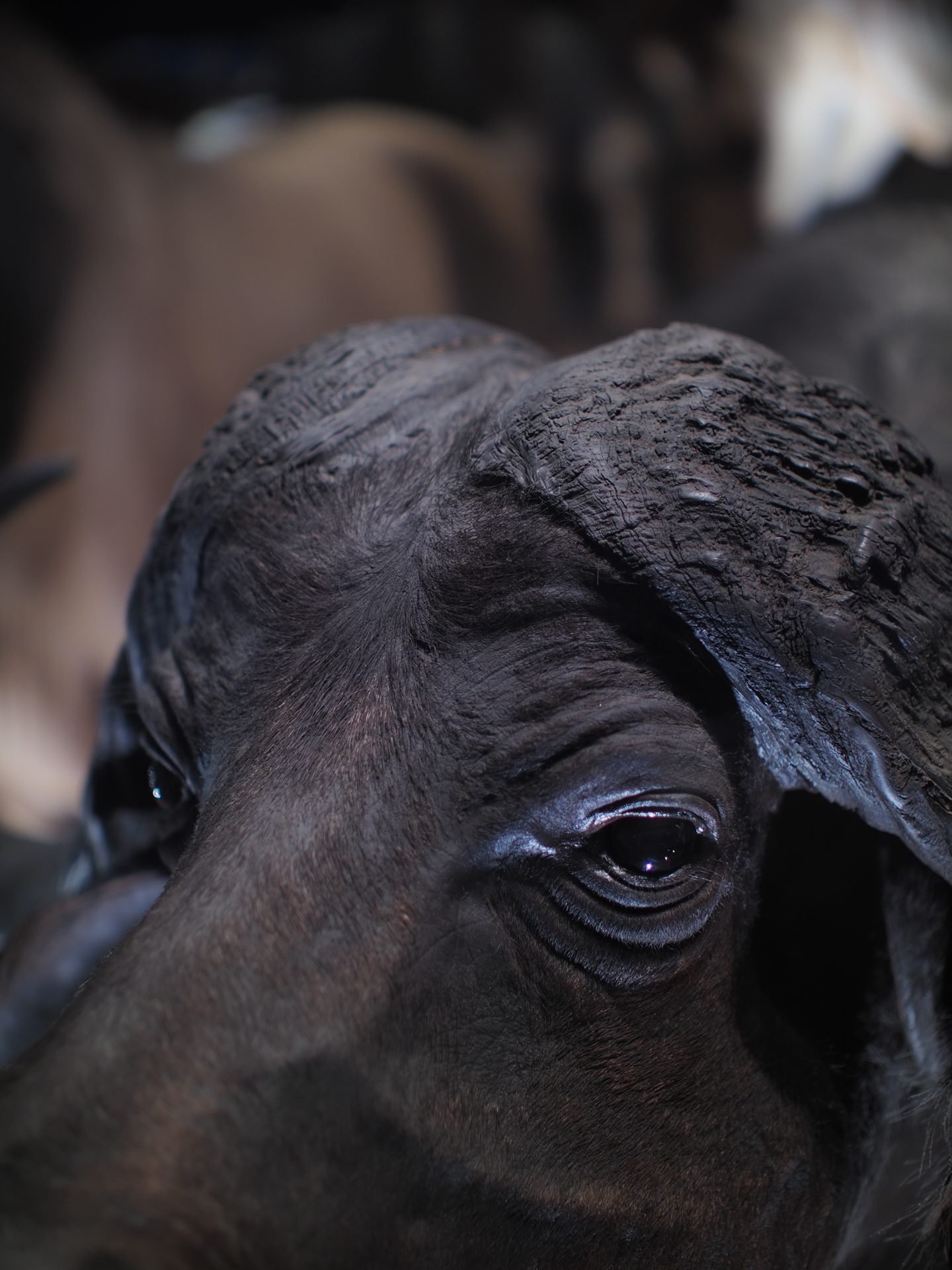 暗い博物館にて。F0.8の開放絞りで光を取り入れてやろうと考えました。暗めに補正しておいた方がタイヘンさが出ましたかねえ。合焦点の目玉の再現、まつ毛のシャープネスは驚きです。<br>OM-D E-M1 Mark II　SUPER NOKTON 29mm F0.8 Aspherical（F0.8・1/30秒）ISO 200