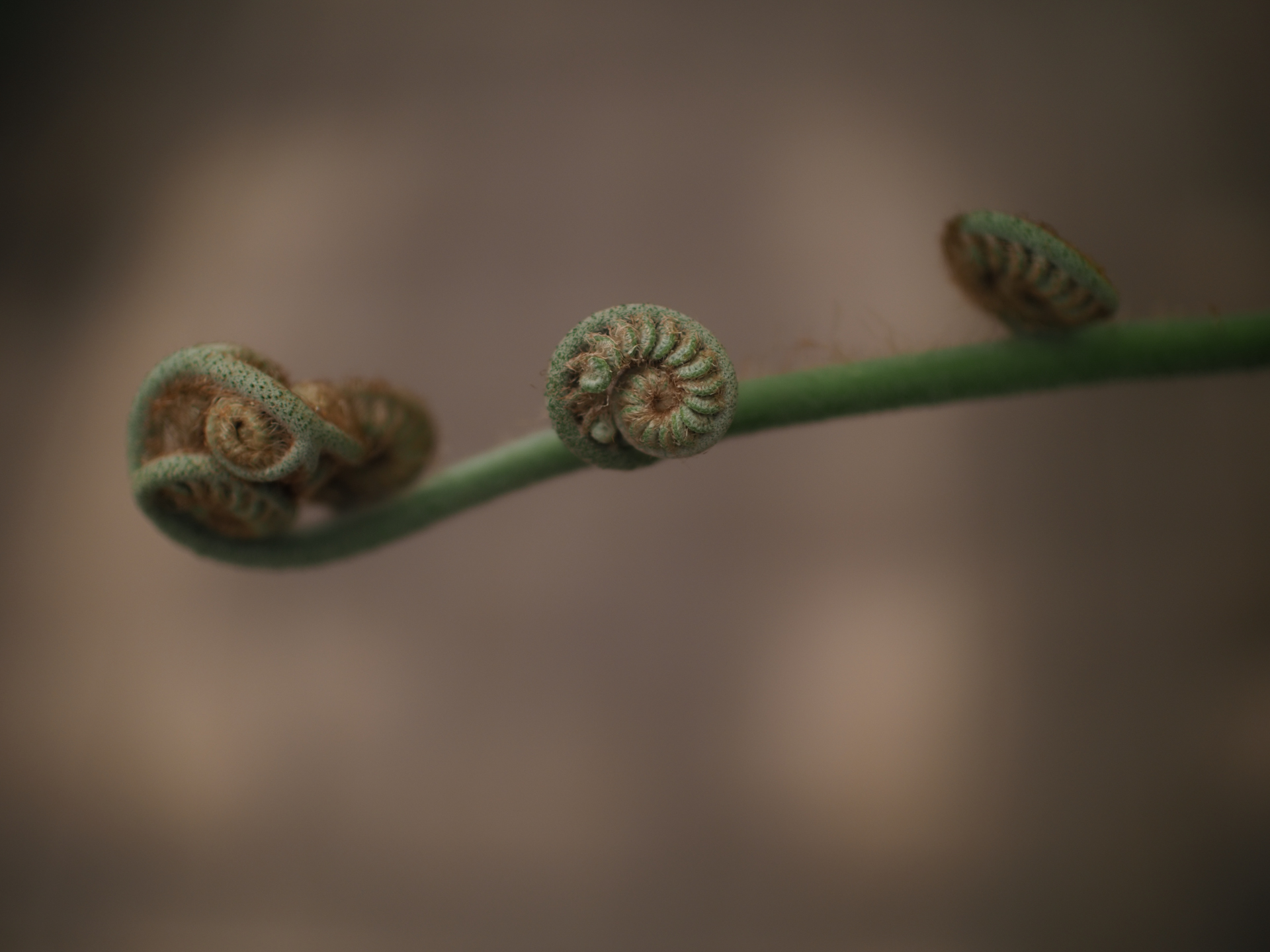 シダの仲間なんでしょうか。ゼンマイみたいに巻いた形に惹かれました。背景が暗い場所を選び、余計なものをみんな平板的にボカしてしまおうと考えました。造形美狙いです。最短撮影距離ですが描写は問題ないですね。周辺光量低下も気にならないですね。<br>OM-D E-M1 Mark II　SUPER NOKTON 29mm F0.8 Aspherical（F0.8・1/10,000秒）ISO 200