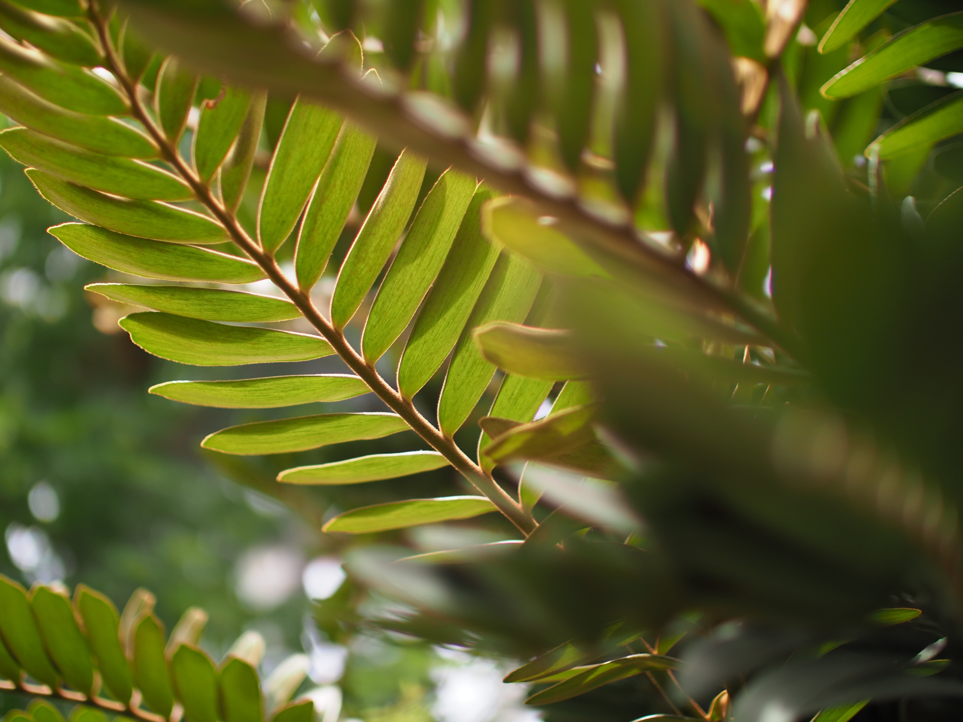 撮影距離は0.8mくらいですが、F0.8の開放絞りで撮影すると広角か標準か望遠か分からなくなることがあります。その謎な感じが写真的であるといえます。逆光ですが、良い感じで階調が繋がっています。<br>OM-D E-M1 Mark II　SUPER NOKTON 29mm F0.8 Aspherical（F0.8・1/1,600秒）ISO 200