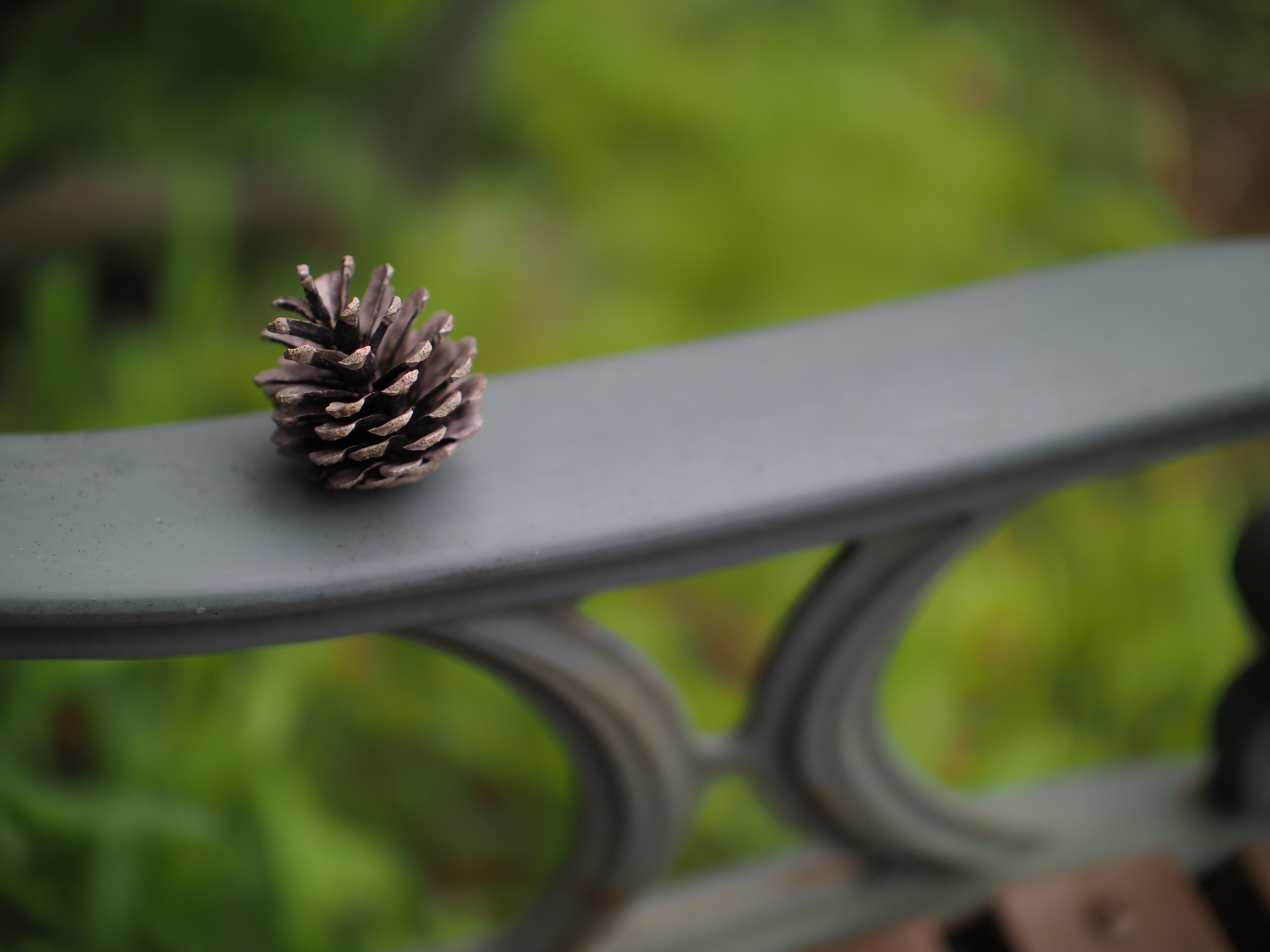 公園にて。誰かが置いた松ぼっくりなんですが、背景の緑を生かしてみようと考えました。曇天であまりコントラストのない条件ですが合焦点の切れ込みは見事で、浮き上がらせる効果も最高です。<br>OM-D E-M1 Mark II　SUPER NOKTON 29mm F0.8 Aspherical（F0.8・1/5,000秒）ISO 200