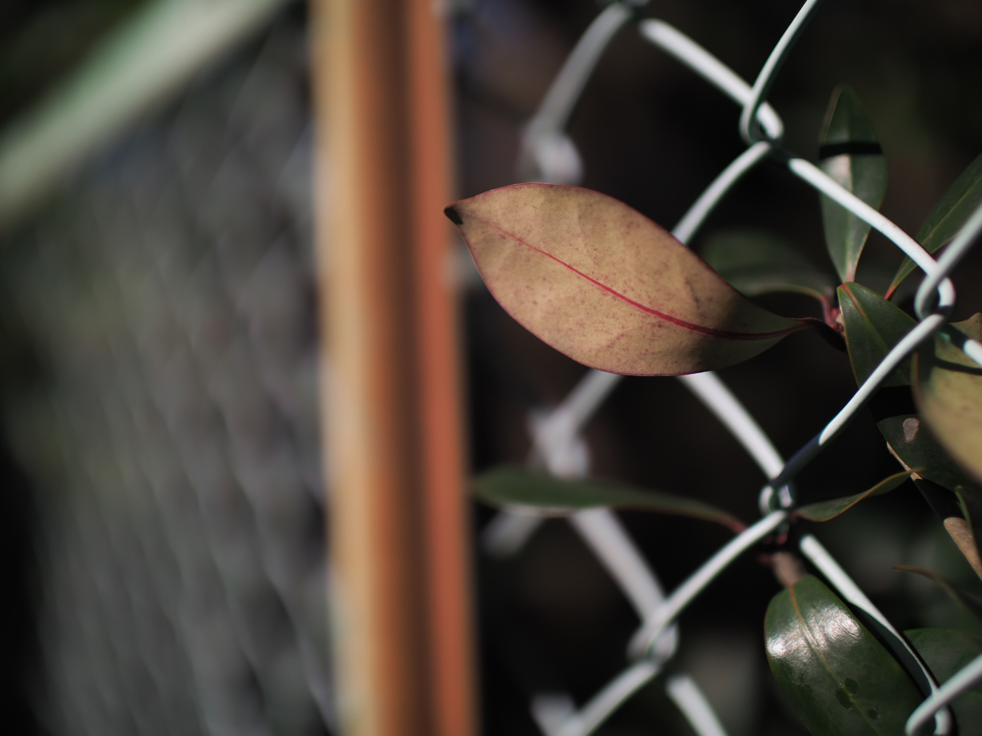 金網から飛び出した葉っぱです。じつは意地悪をして、背景の金網がボケでぐちゃぐちゃに写るんじゃないかと期待したのですが実に素直にボケてくれてます。<br>OM-D E-M1 Mark II　SUPER NOKTON 29mm F0.8 Aspherical（F0.8・1/32,000秒）ISO 200