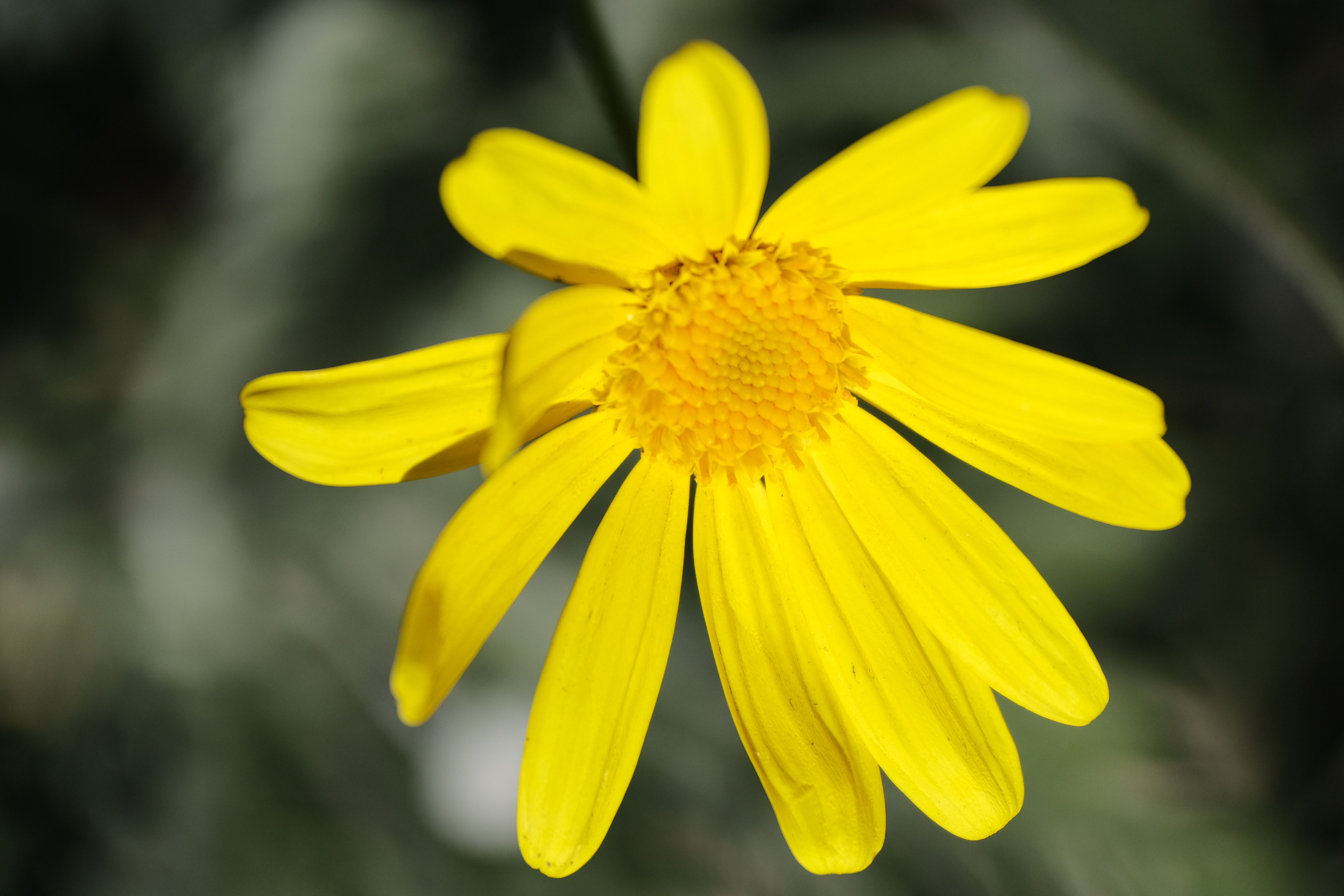 <span class="fnt-85">X-T4 / XF70-300mmF4-5.6R LM WR OIS（300mm：450mm相当） / プログラムAE（F5.6・1/2,500秒・±0EV） / ISO 400</span>