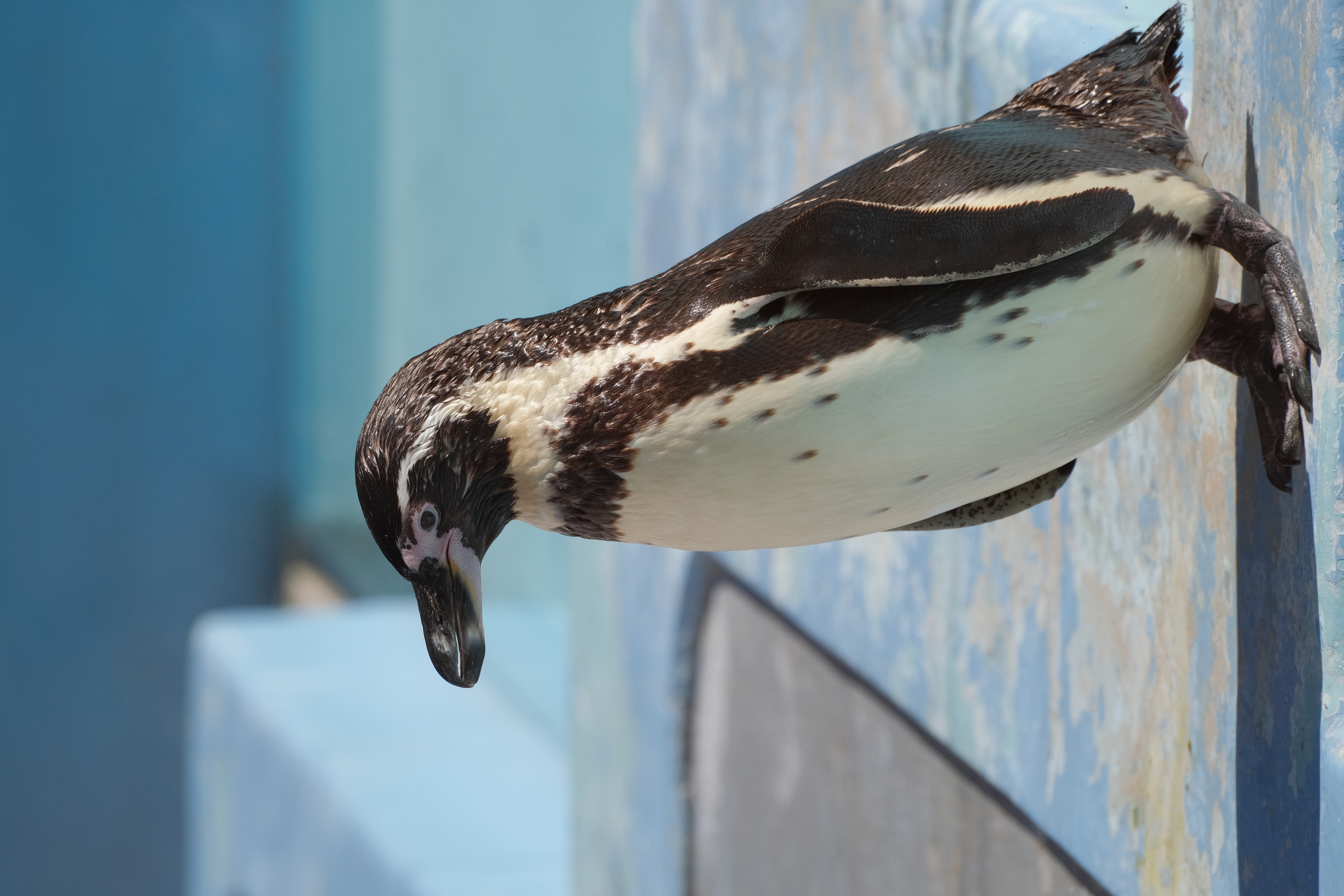 <span class="fnt-85">X-T4 / XF70-300mmF4-5.6R LM WR OIS（200mm：300mm相当） / プログラムAE（F5.6・1/2,000秒・+0.3EV） / ISO 400</span>