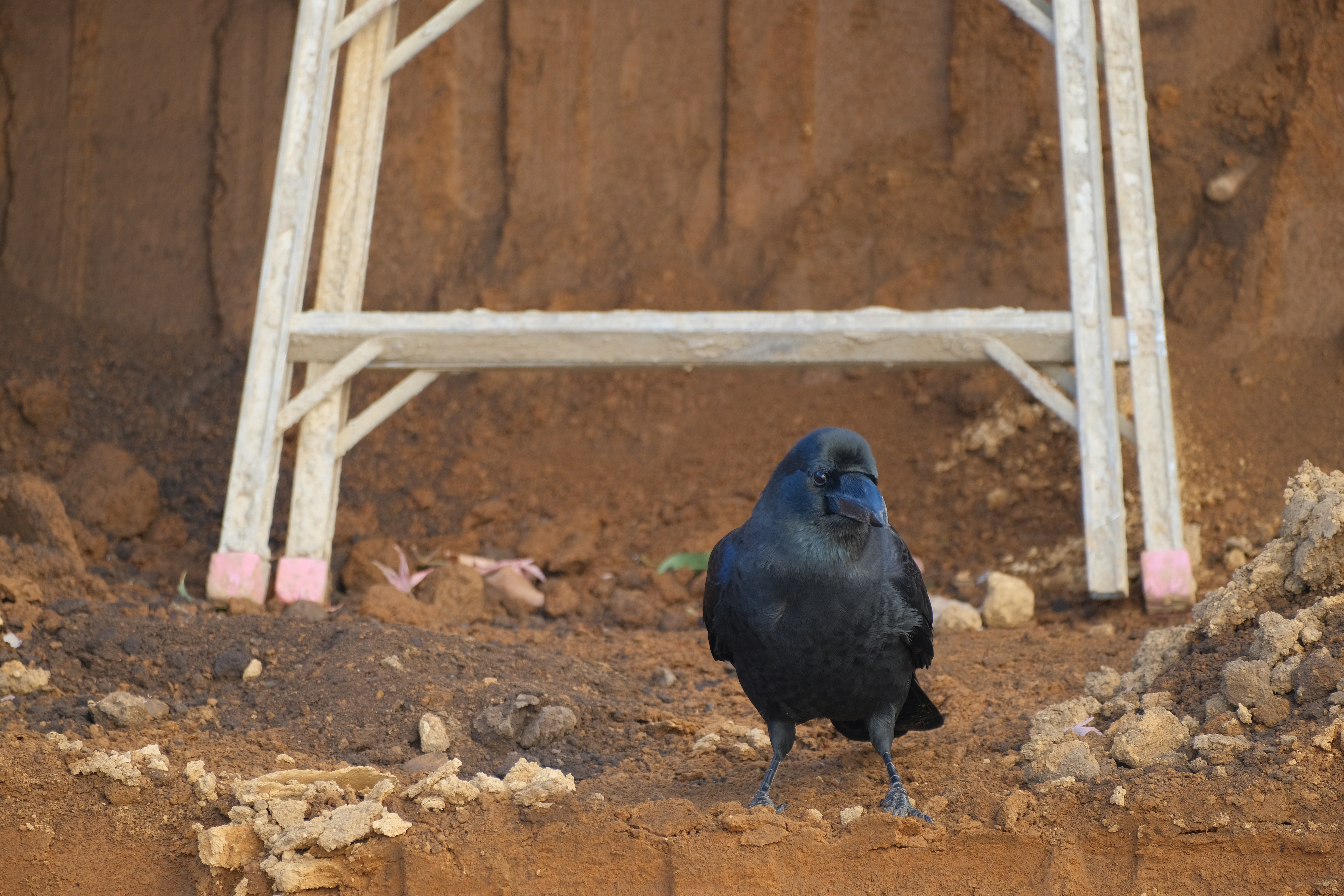 <span class="fnt-85">X-T4 / XF70-300mmF4-5.6R LM WR OIS（300mm：450mm相当） / プログラムAE（F5.6・1/140秒・±0EV） / ISO 400</span>