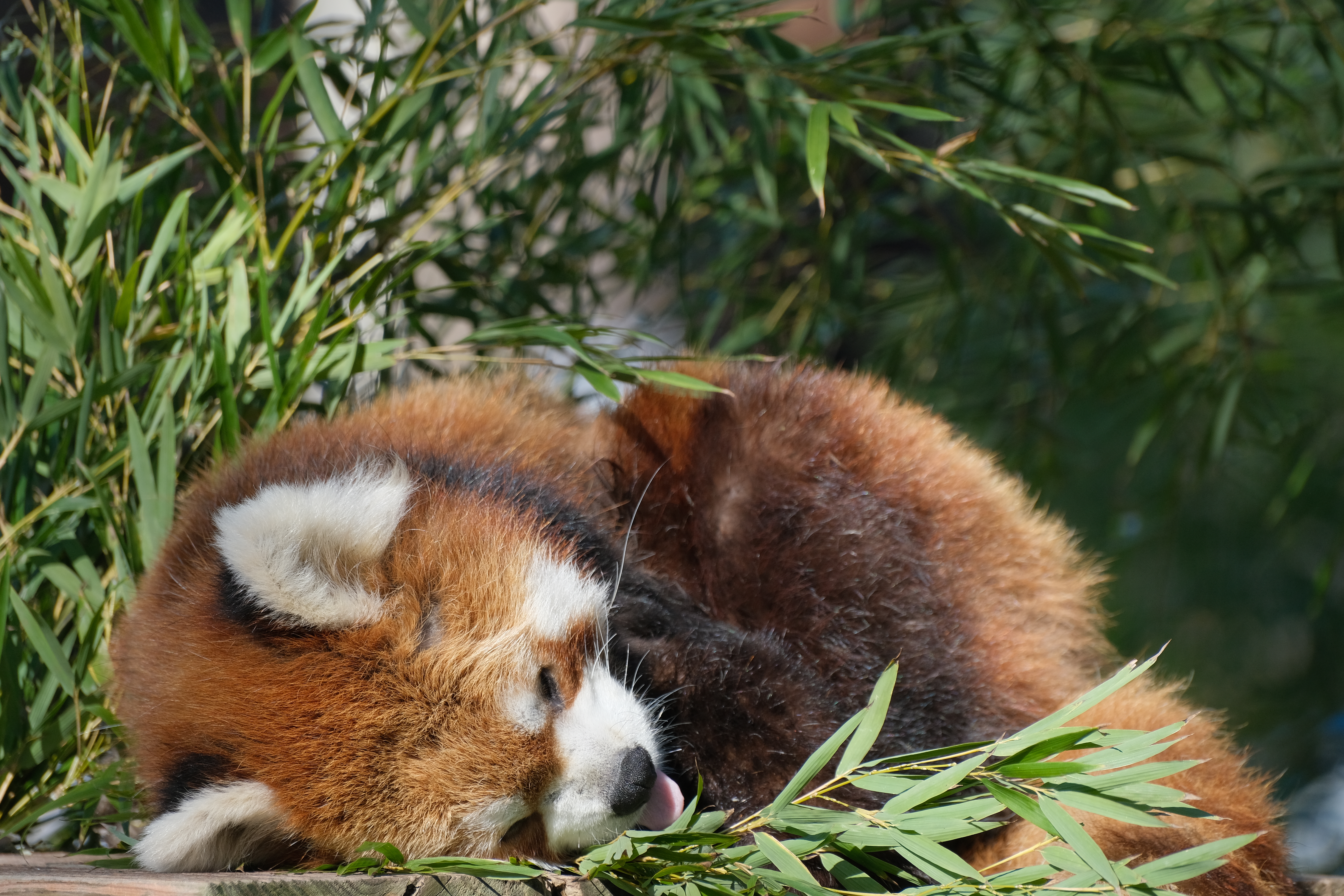 <span class="fnt-85">X-T4 / XF70-300mmF4-5.6R LM WR OIS（230mm：345mm相当） / プログラムAE（F5.6・1/600秒・±0EV） / ISO 400</span>