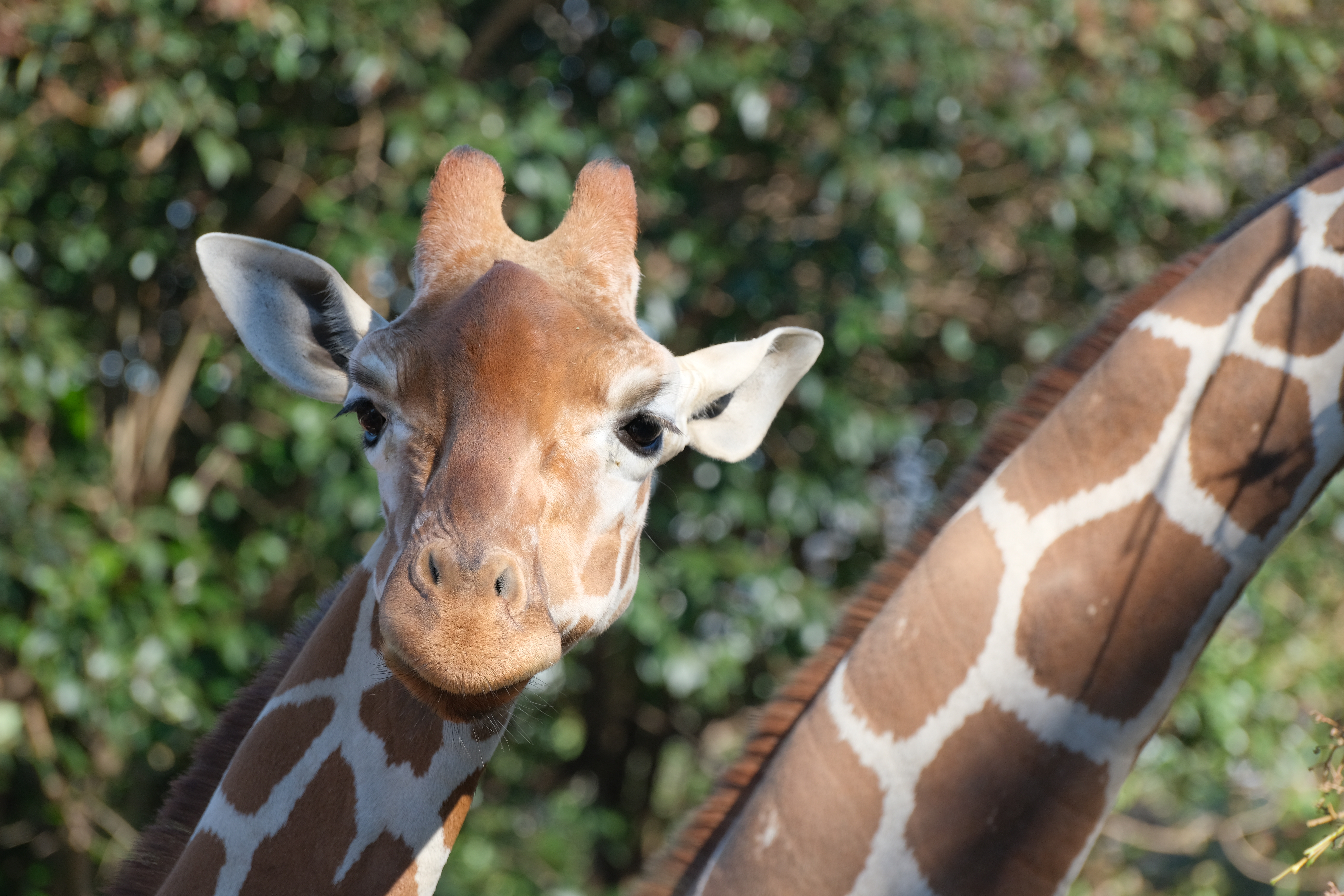 <span class="fnt-85">X-T4 / XF70-300mmF4-5.6R LM WR OIS（153mm：229.5mm相当） / プログラムAE（F5.6・1/320秒・±0EV） / ISO 400</span>