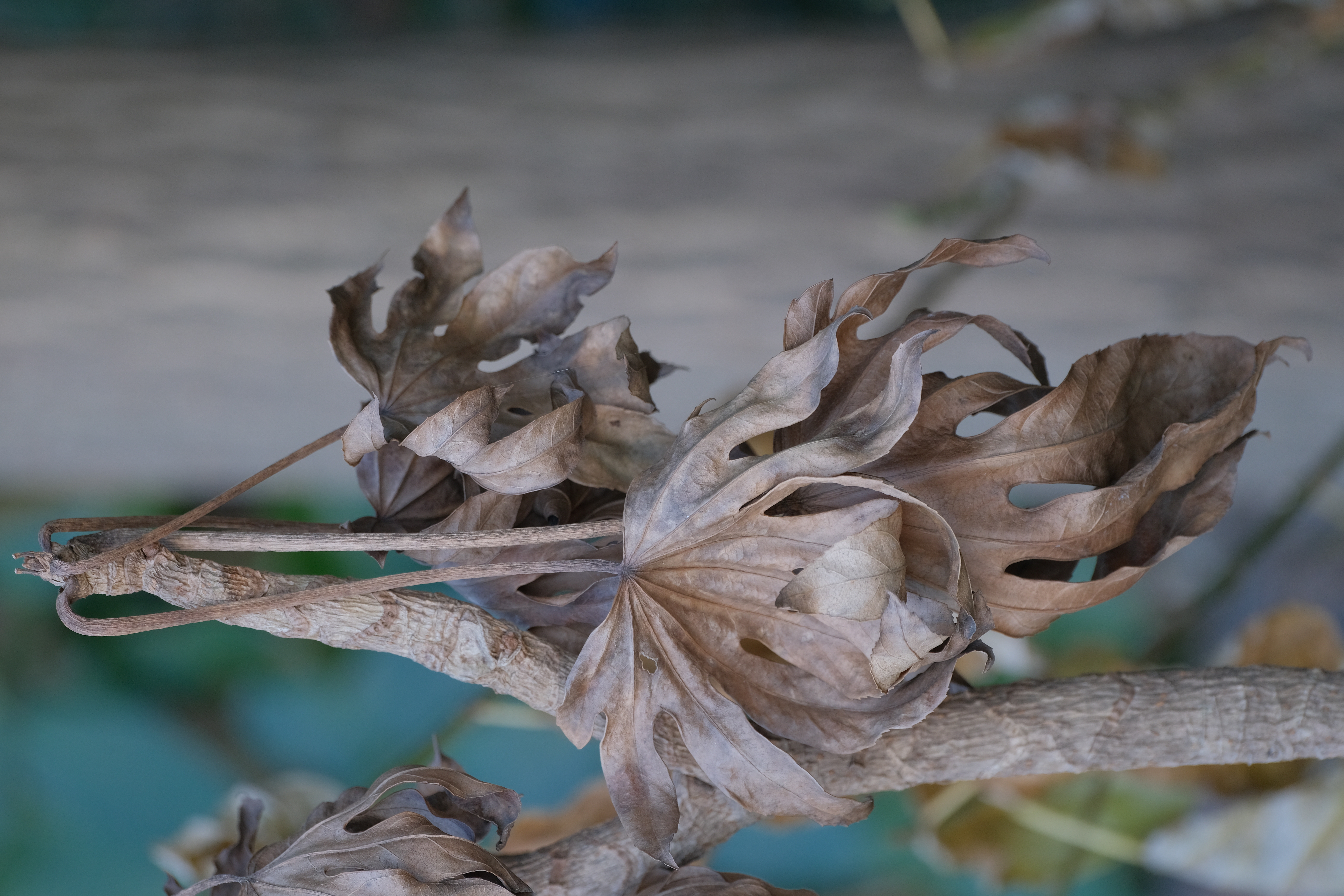 <span class="fnt-85">X-T4 / XF70-300mmF4-5.6R LM WR OIS（132mm：198mm相当） / プログラムAE（F5.6・1/90秒・-0.7EV） / ISO 400</span>