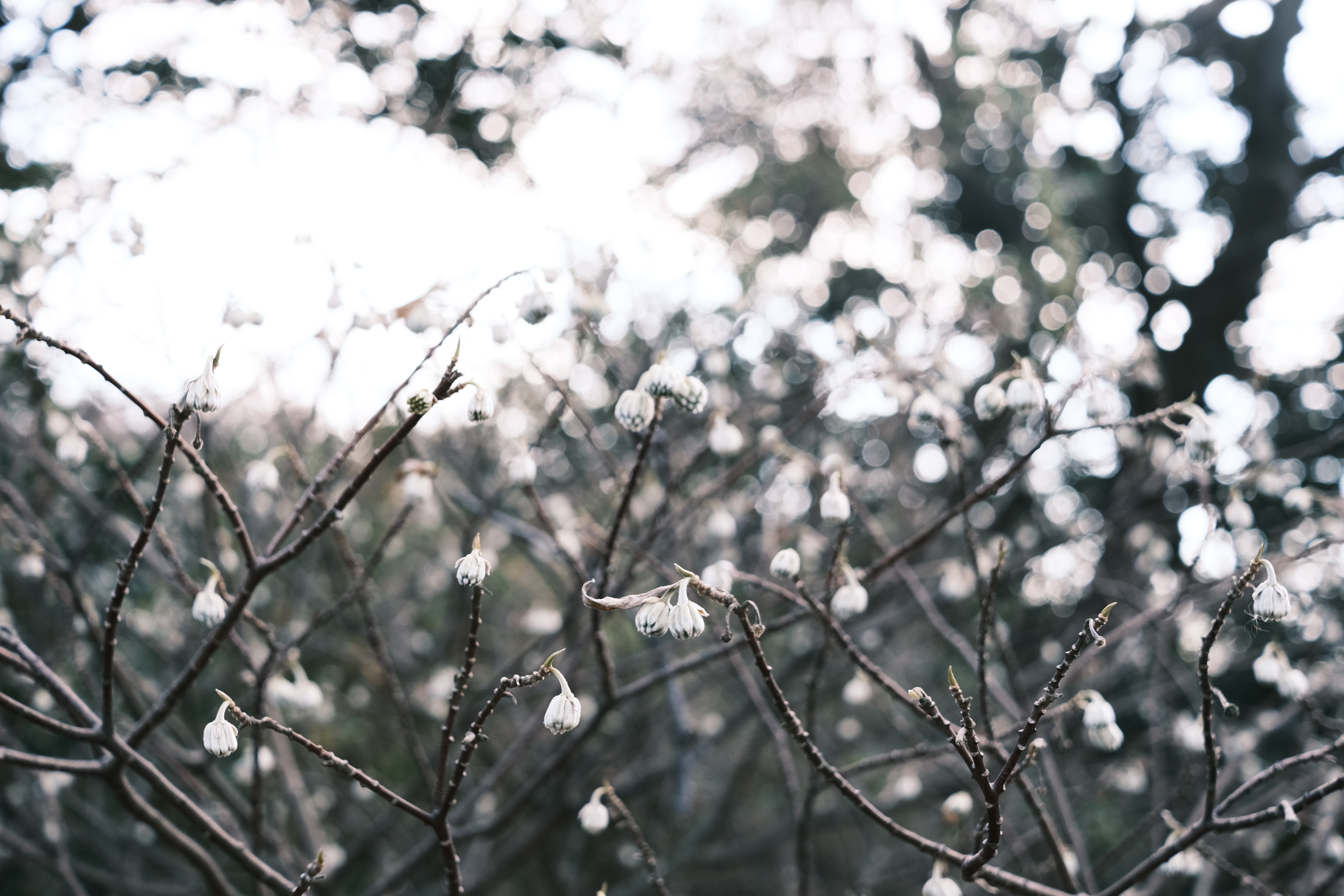 <span class="fnt-85">X-E4 / XF27mmF2.8 R WR / プログラムAE（F4・1/240秒・+0.7EV） / ISO 320</span>