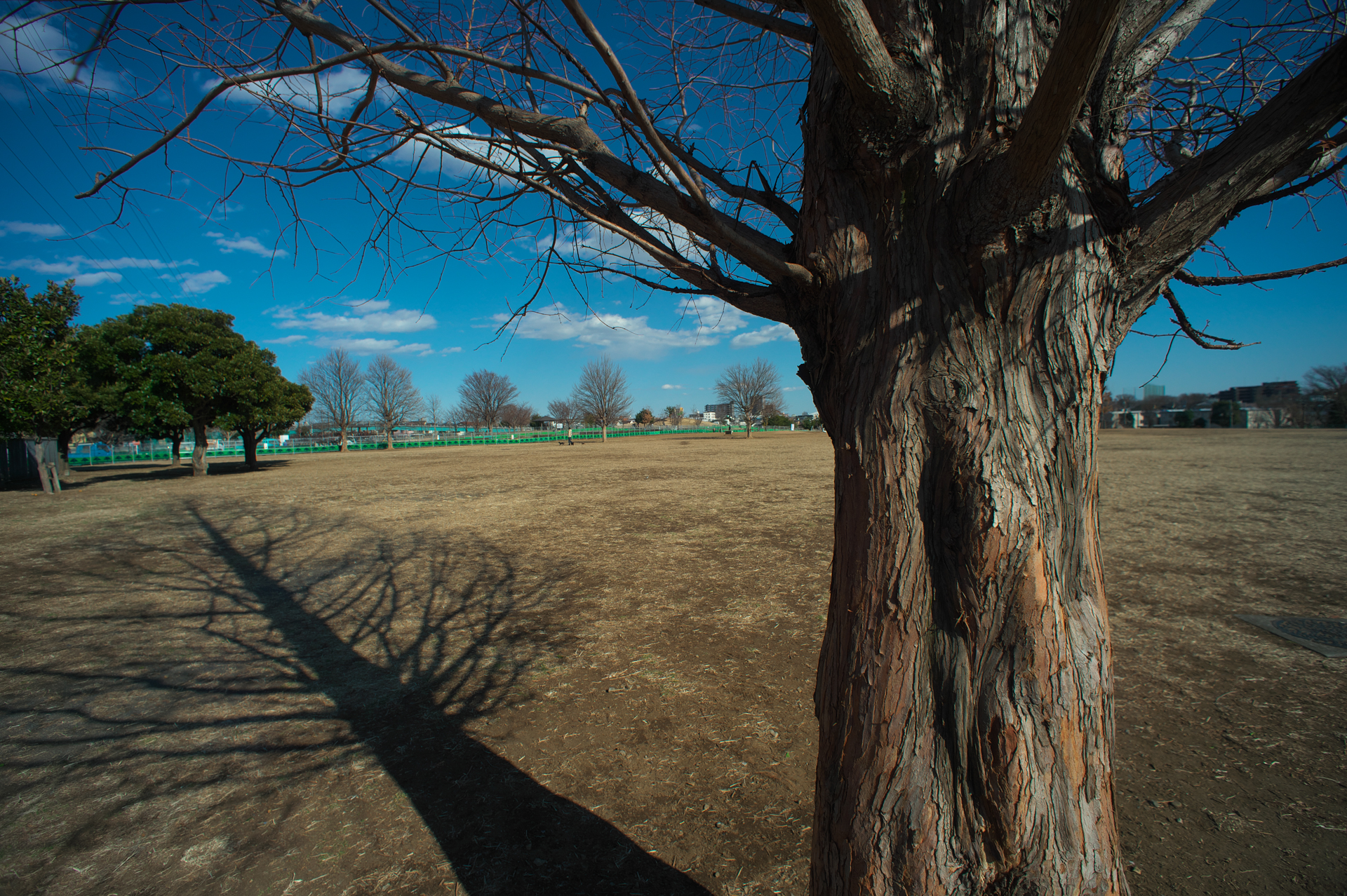 ニコンDf　Ai Nikkor 15mm F5.6（F11・1/1,250秒）ISO 400