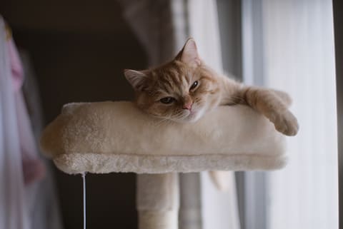 KAMLAN、APS-C対応の大口径MFレンズ「KL 32mm F1.1」 - デジカメ Watch