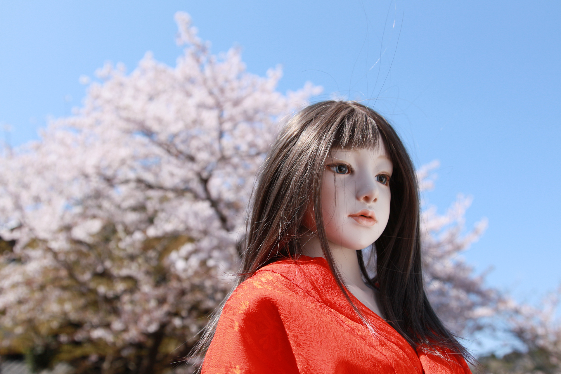 桜の木の下、晴天下の光をいかして屋外で撮影。人形を撮っていて特に表情が変わると思うのがローアングルで撮影した時。このカットは、すごく優しい感じ。どこか笑っているように見えませんか<br><span class="fnt-85">EOS-1D Mark IV / 32mm / 絞り優先AE（F5.6・1/640秒・±0EV） / ISO 200</span>