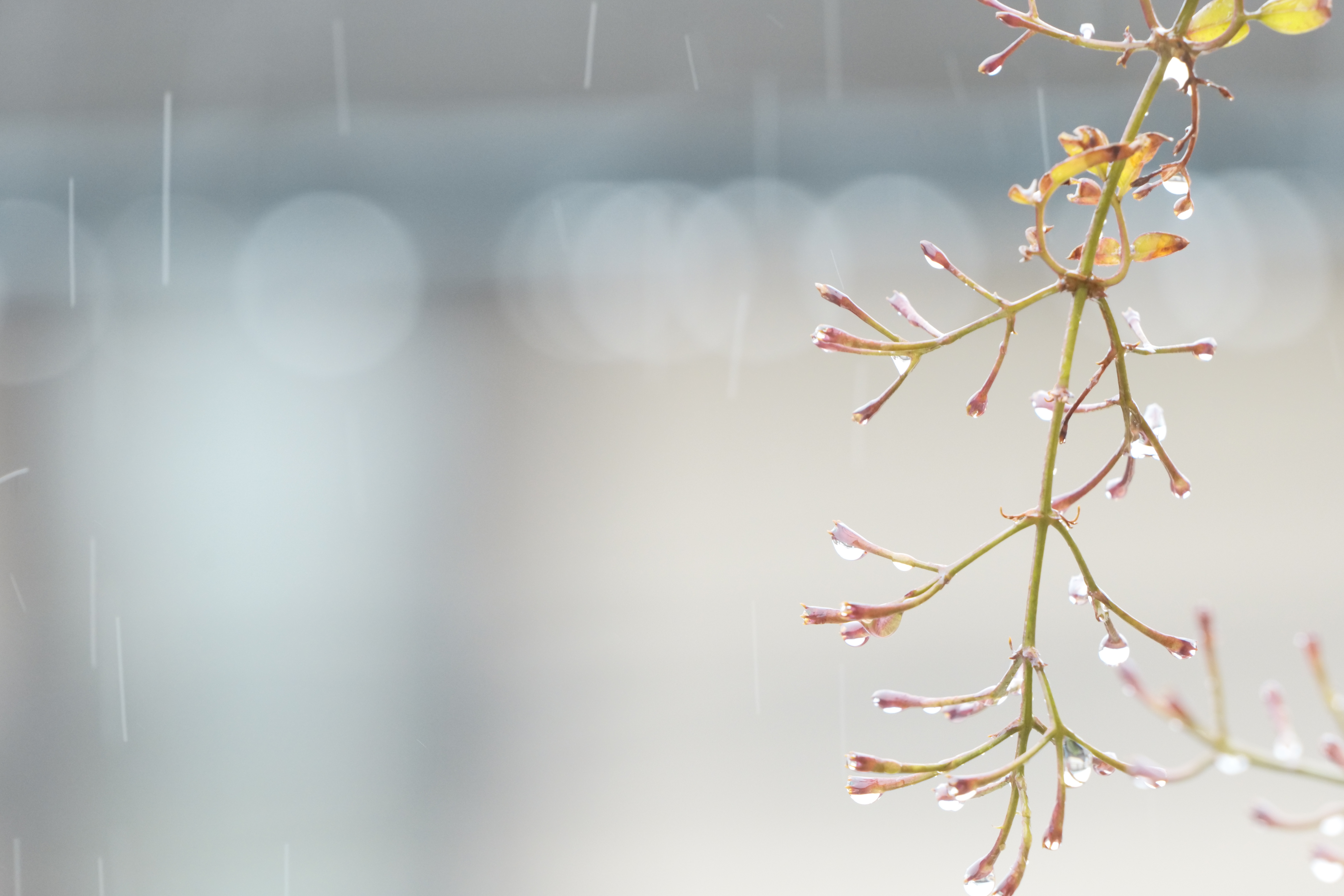 <span class="fnt-85">LUMIX S5 / LUMIX S 70-300mm F4.5-5.6 MACRO O.I.S.（300mm） / 絞り優先AE（F7.1・1/160秒・+1.0EV） / ISO 6400</span>